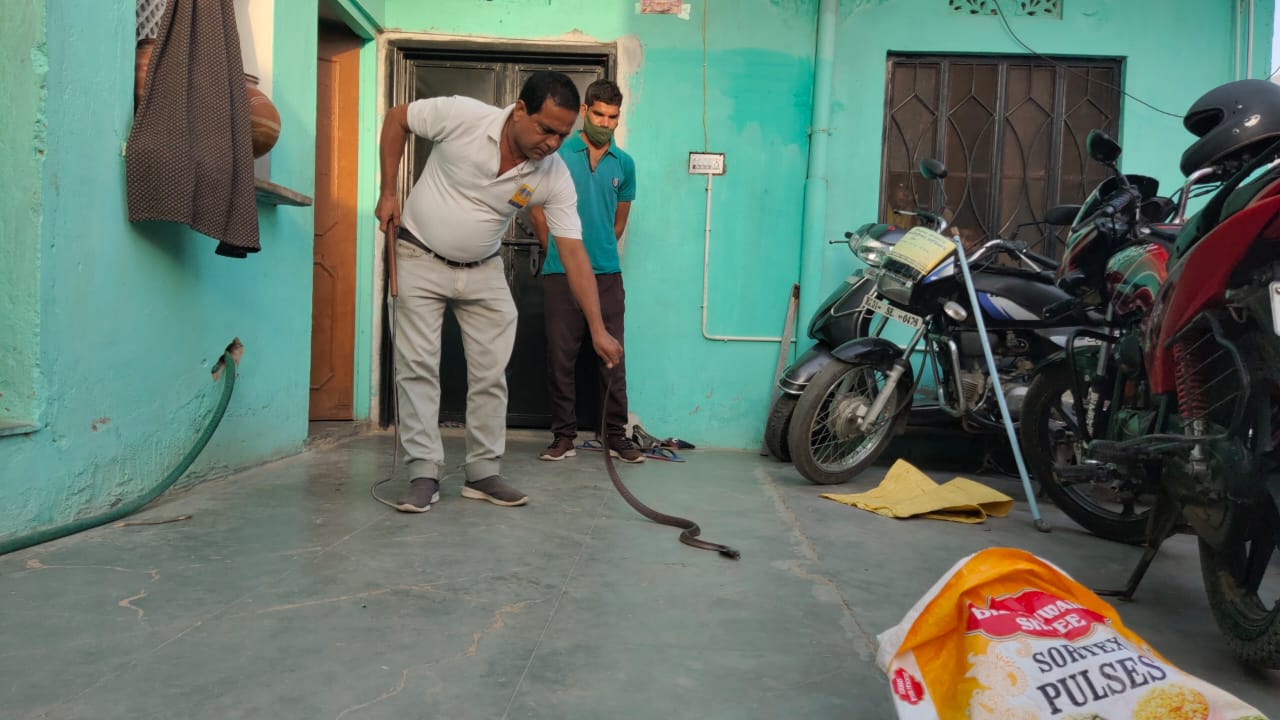 टॉयलेट से निकला कोबरा, cobra out of toilet