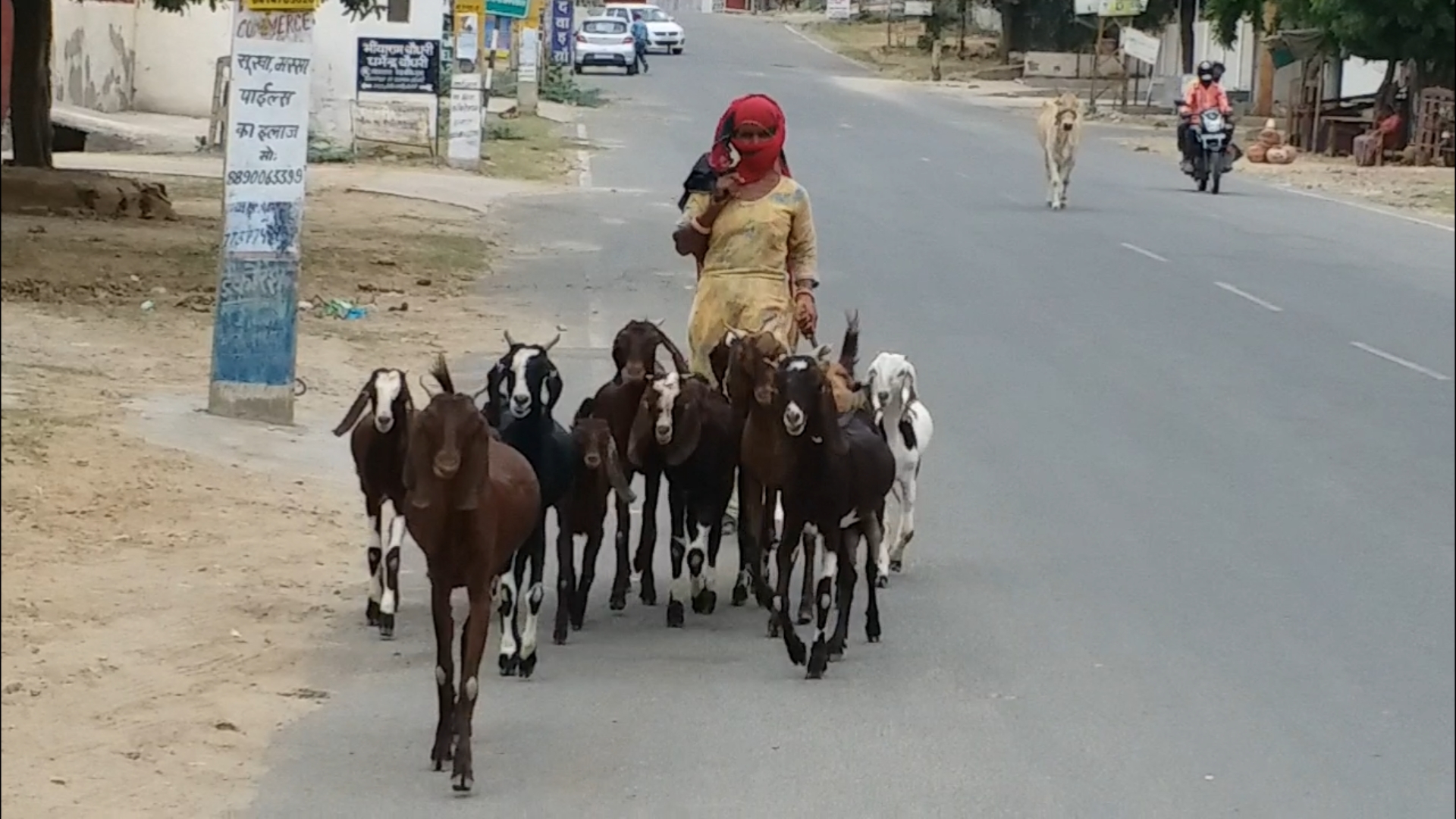 Bakri Palan Yojana, help for goat farmers, animal feed and medical system