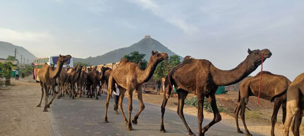 पुष्कर पशु मेला