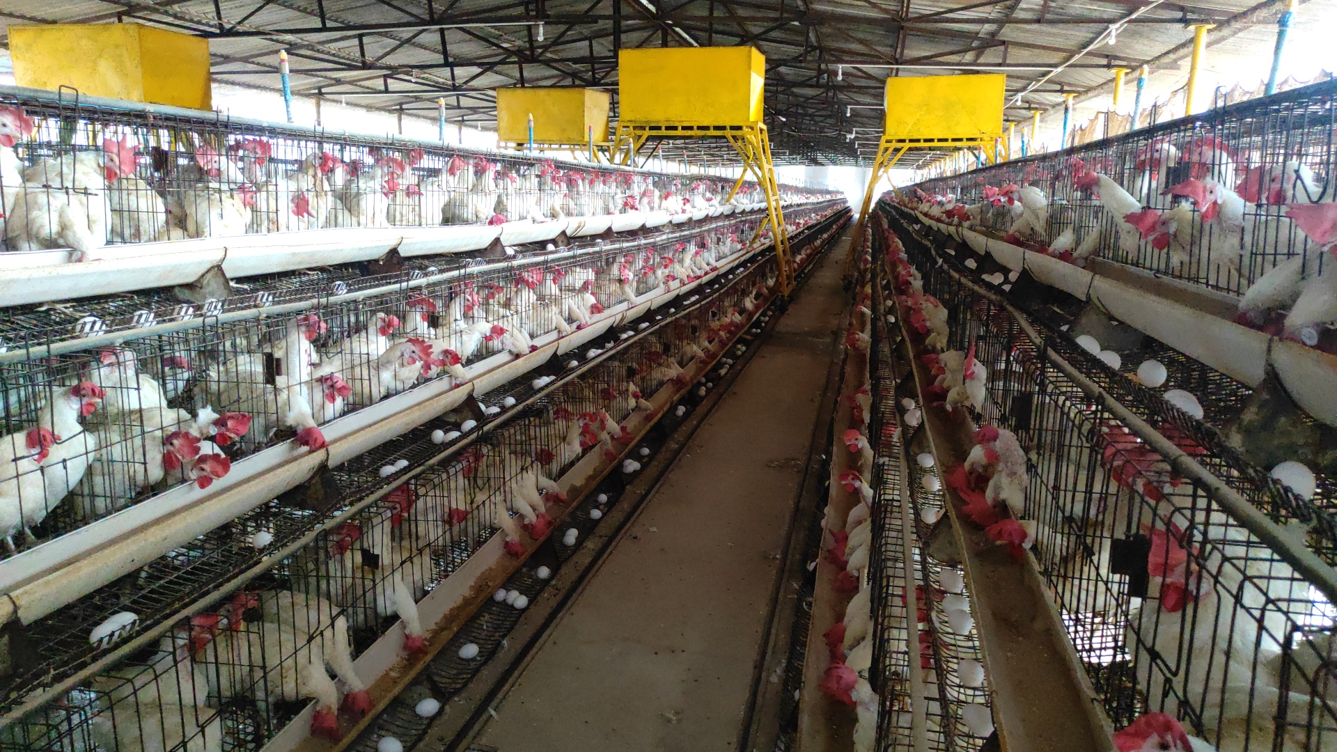 अजमेर पोल्ट्री फॉर्म, Ajmer Poultry Form