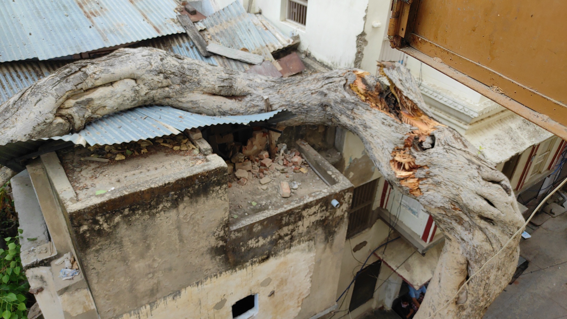 tree fell on a house in Ajmer, घर पर गिरा पीपल का पेड़