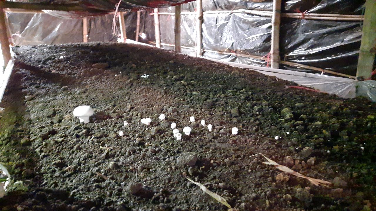 mushroom farming in Alwar