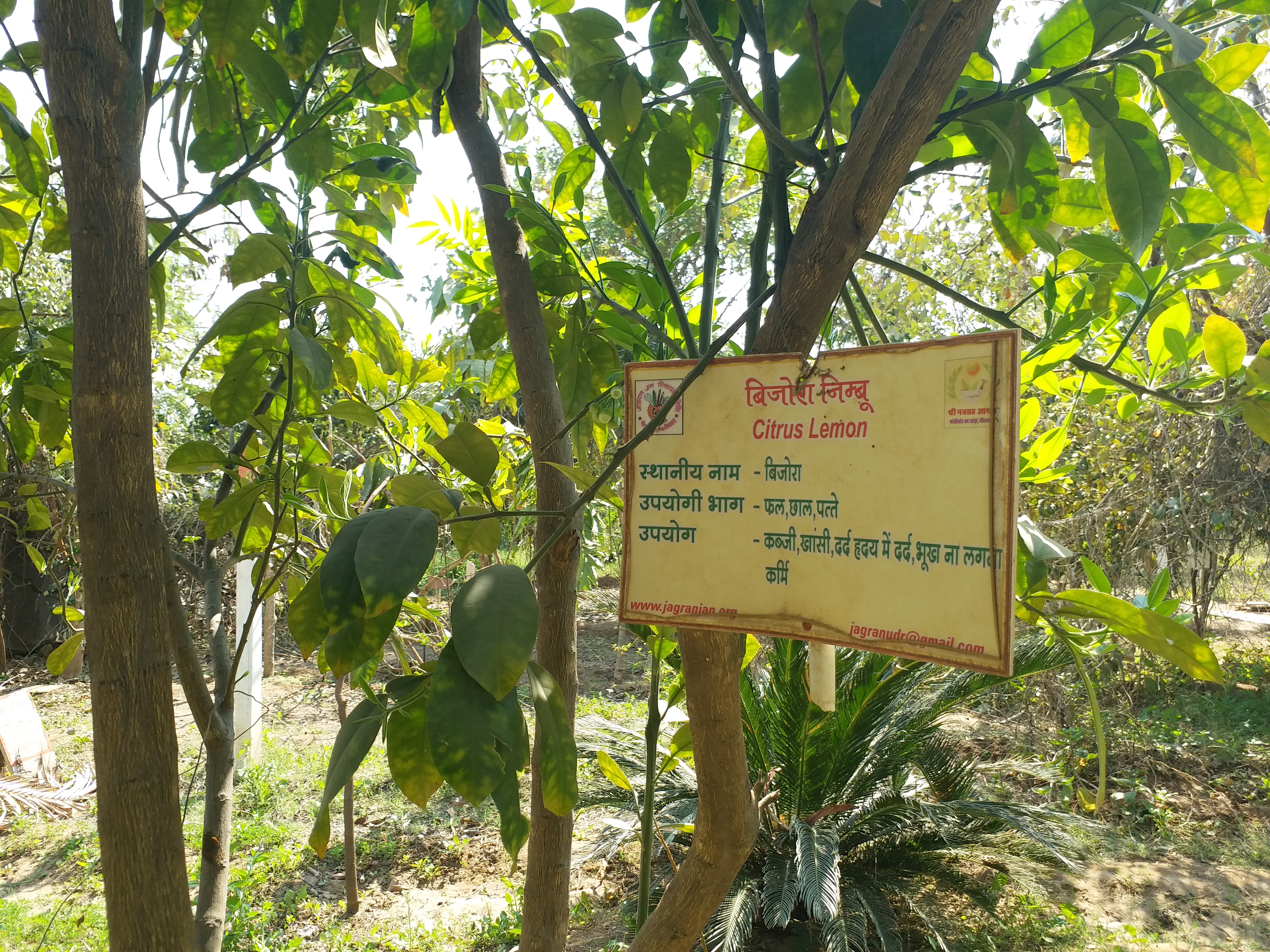 Unique collection of medicinal plants, भीलवाड़ा में नवग्रह आश्रम