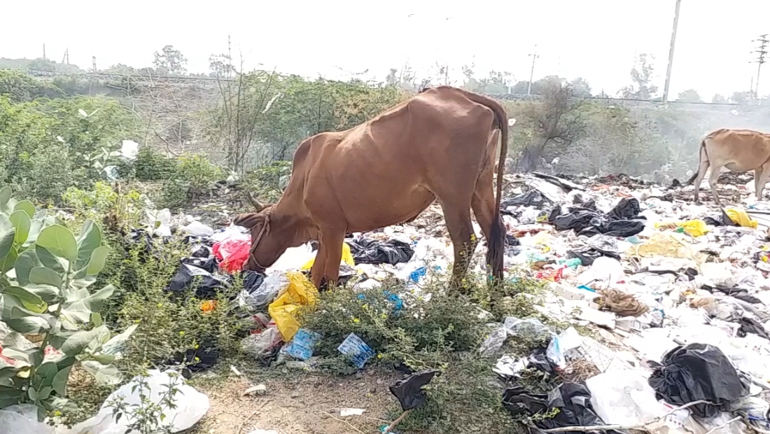 BHILWARA, भीलवाड़ा, ENVERMENT, पर्यावरण, World Environment Day,  Rajasthan Pollution,  Pollution In bhilwara,  global warming, climate change, environmental pollution, environmental health,  environmental issues,  what is Pollution,  Industrial development,  World Environment Day 2021,  5 जून पर्यावरण दिवस 2021 थीम,  industrial,  प्रदूषण की समस्या, औद्योगिक विकास, विश्‍व पर्यावरण दिवस 2021,  Save Earth,  biodiversity, world environment day,  world environment day theme 2021, importance of biodiversity, environment day