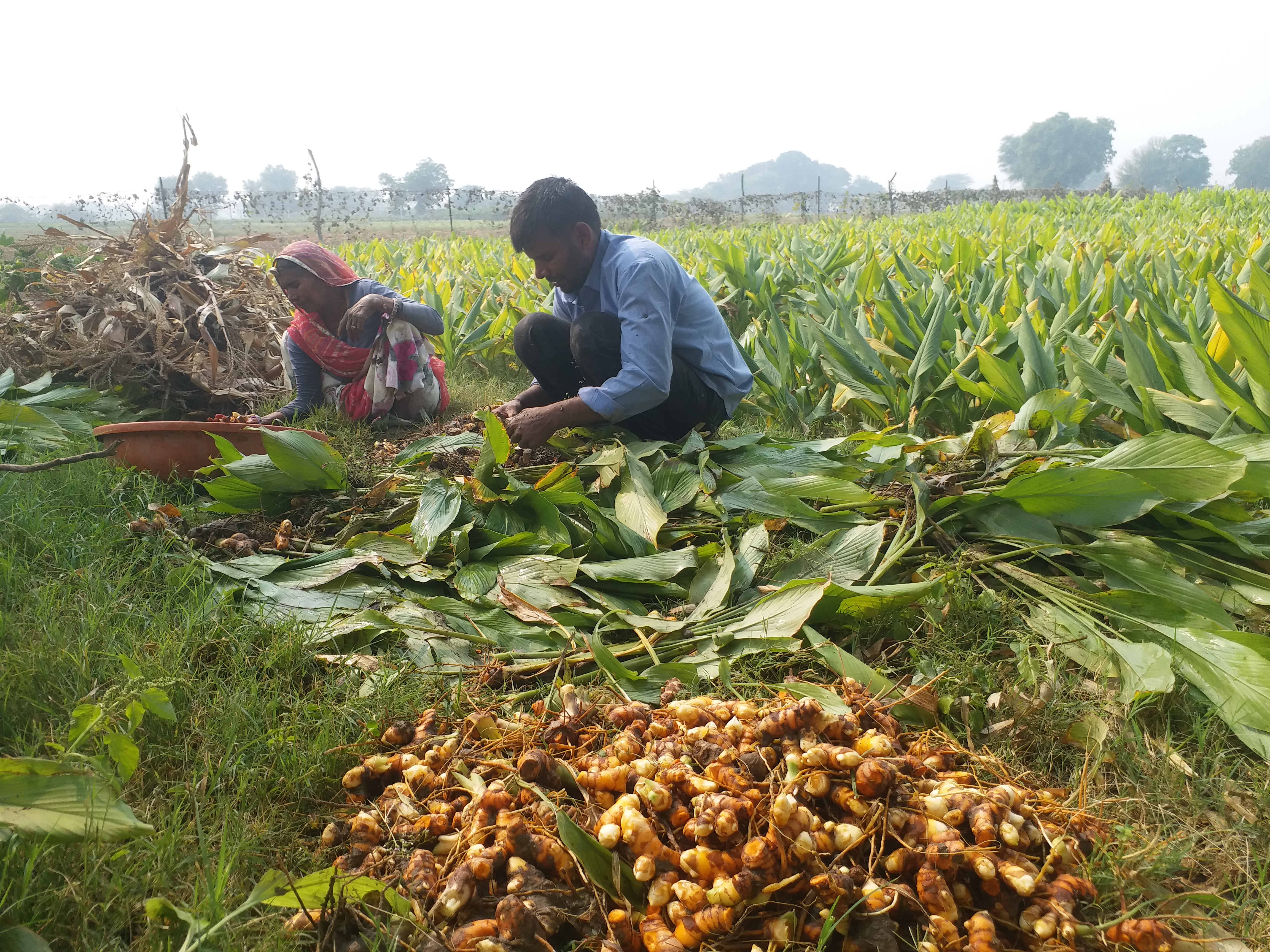 Turmeric cultivation in Bhilwara