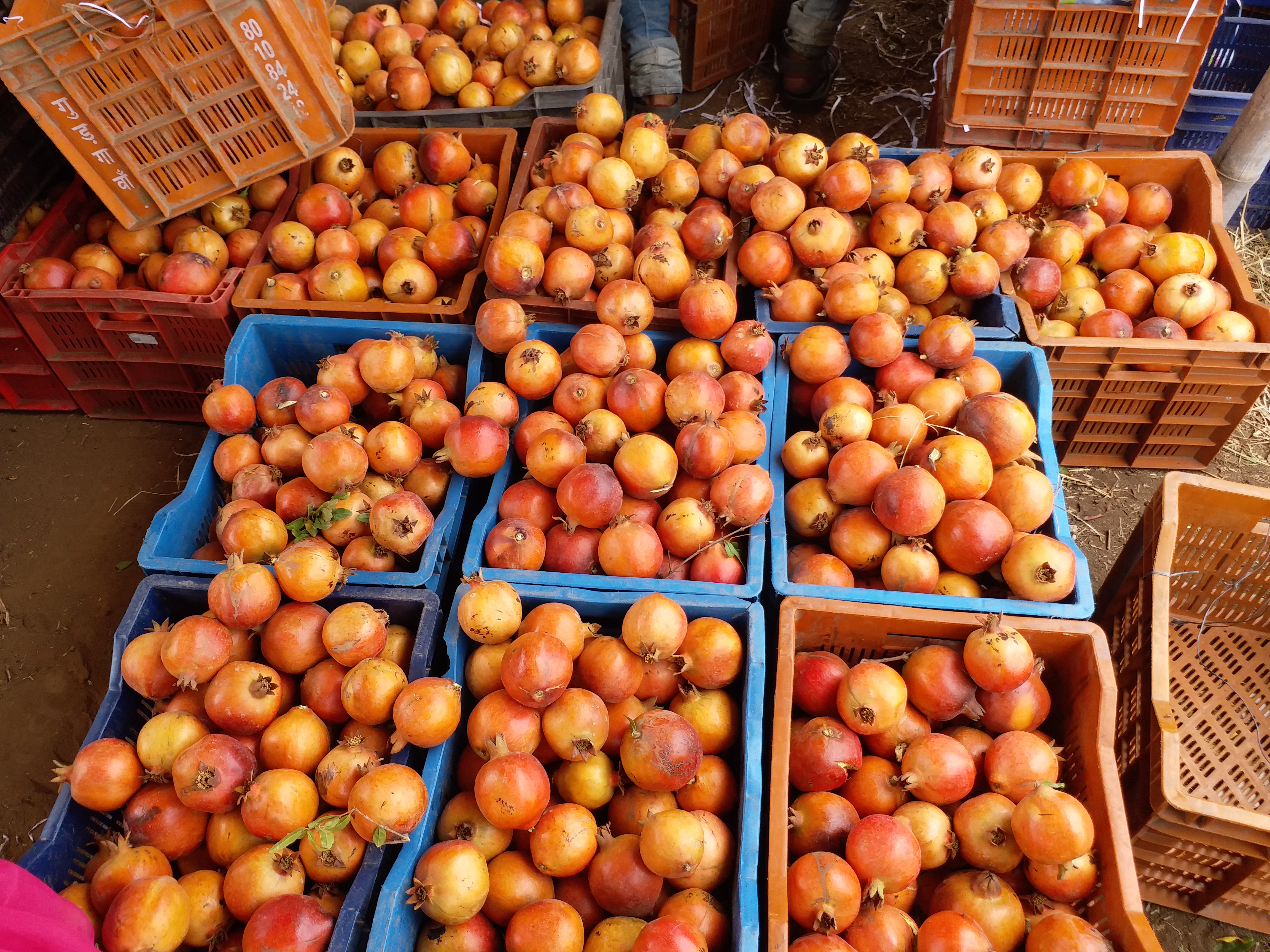 भीलवाड़ा में अनार का उत्पादन, Pomegranate production in Bhilwara