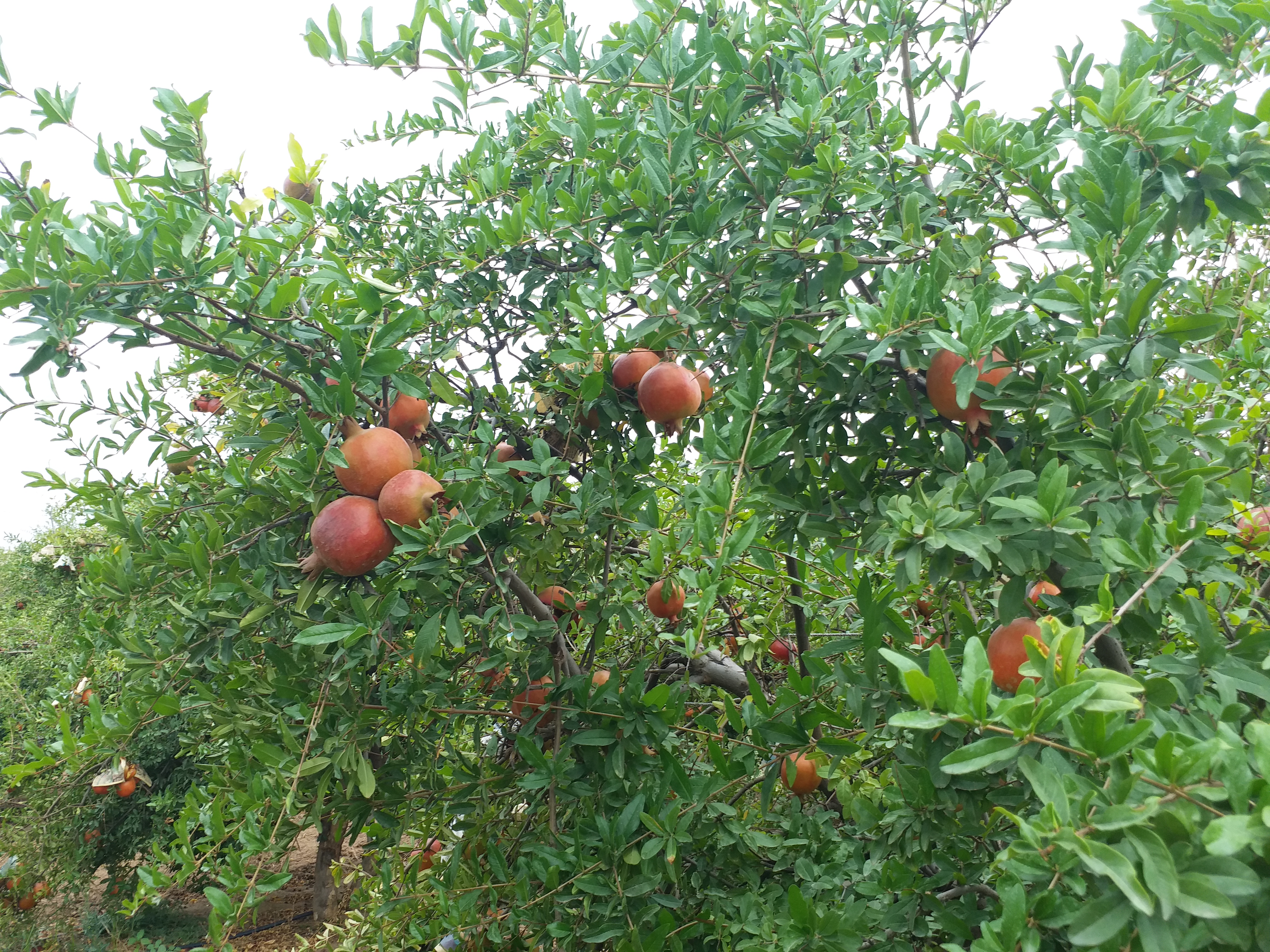 भीलवाड़ा में अनार का उत्पादन, Pomegranate production in Bhilwara