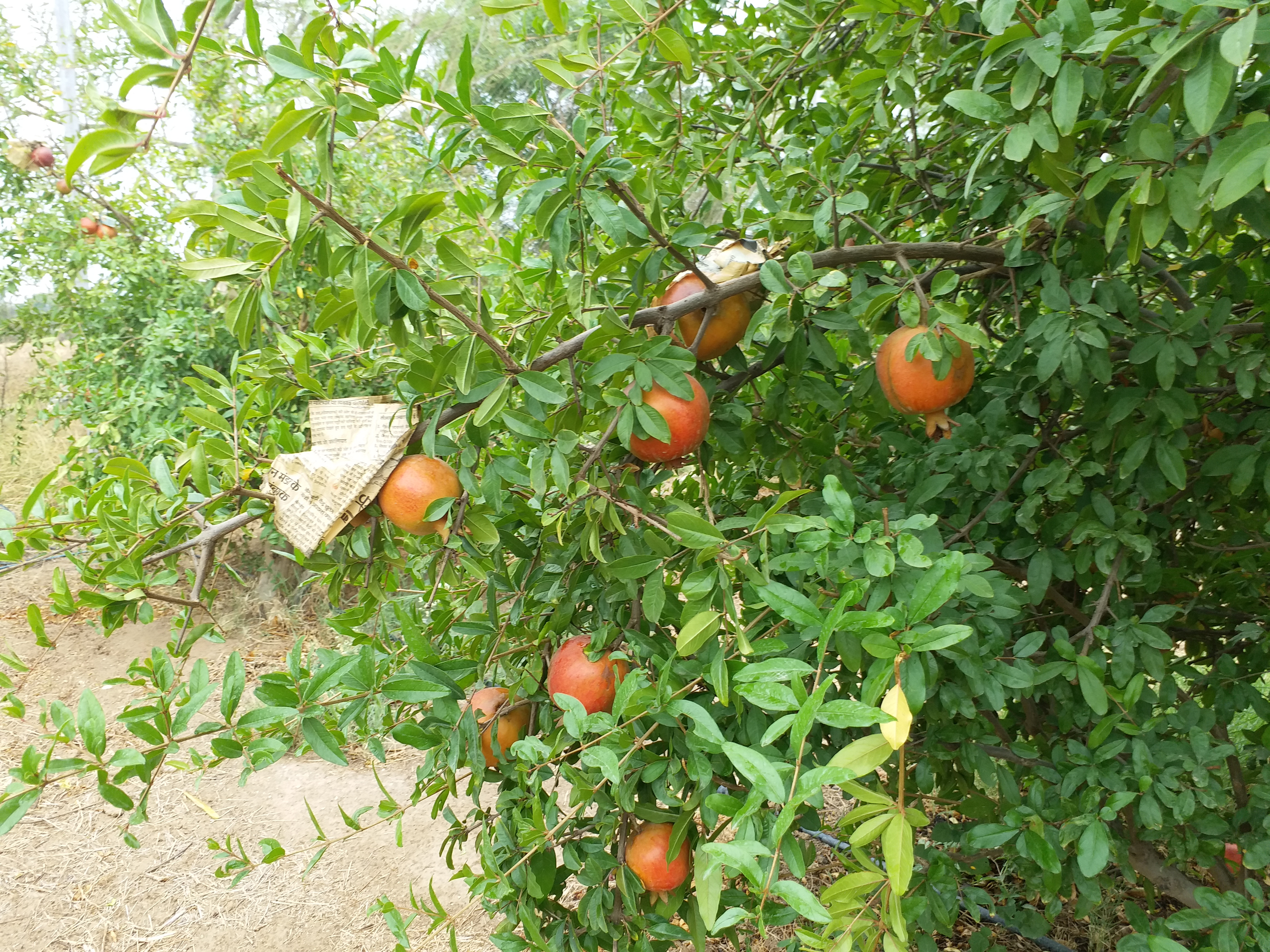 भीलवाड़ा में अनार का उत्पादन, Pomegranate production in Bhilwara