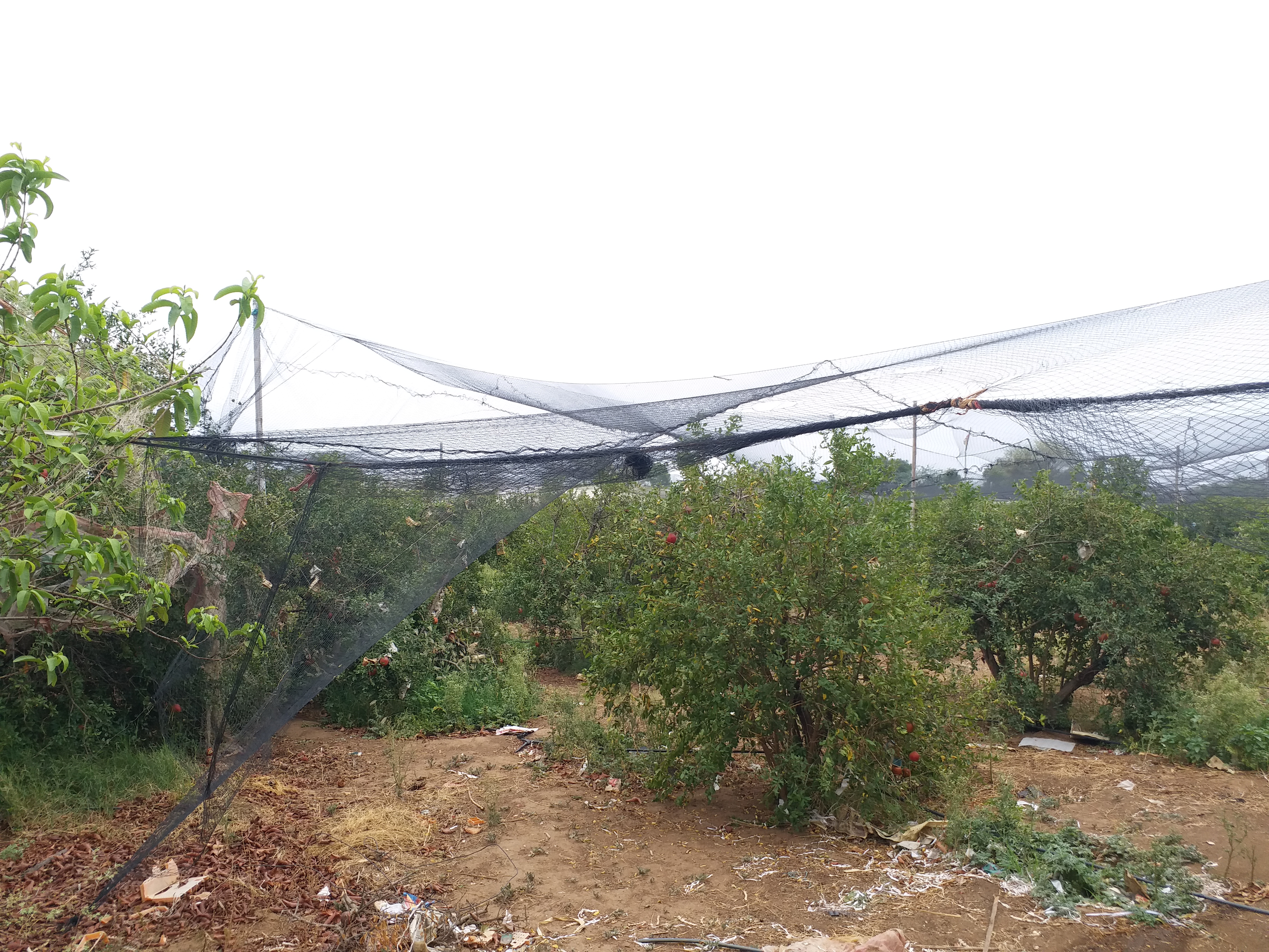 भीलवाड़ा में अनार का उत्पादन, Pomegranate production in Bhilwara