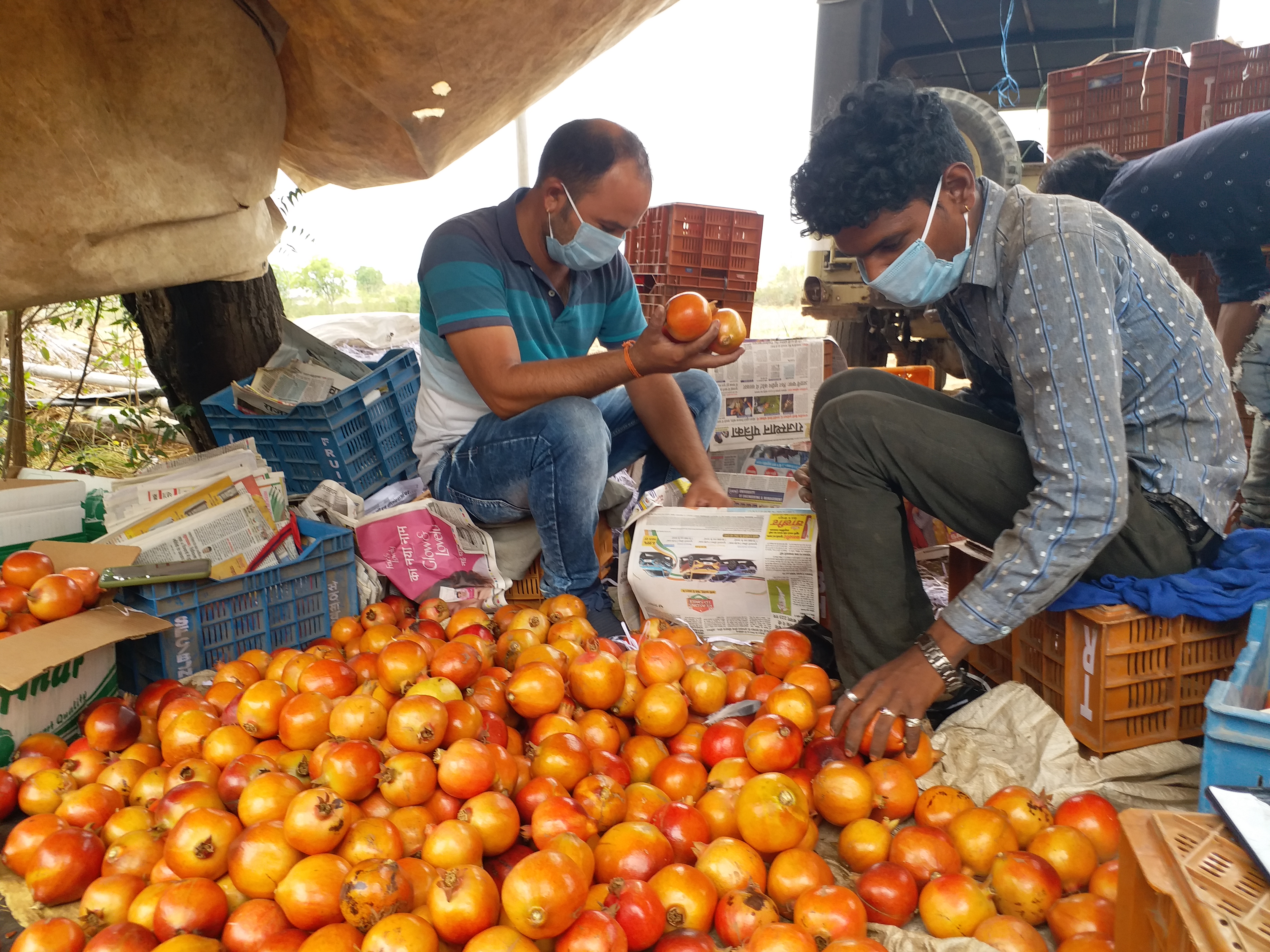 भीलवाड़ा में अनार का उत्पादन, Pomegranate production in Bhilwara