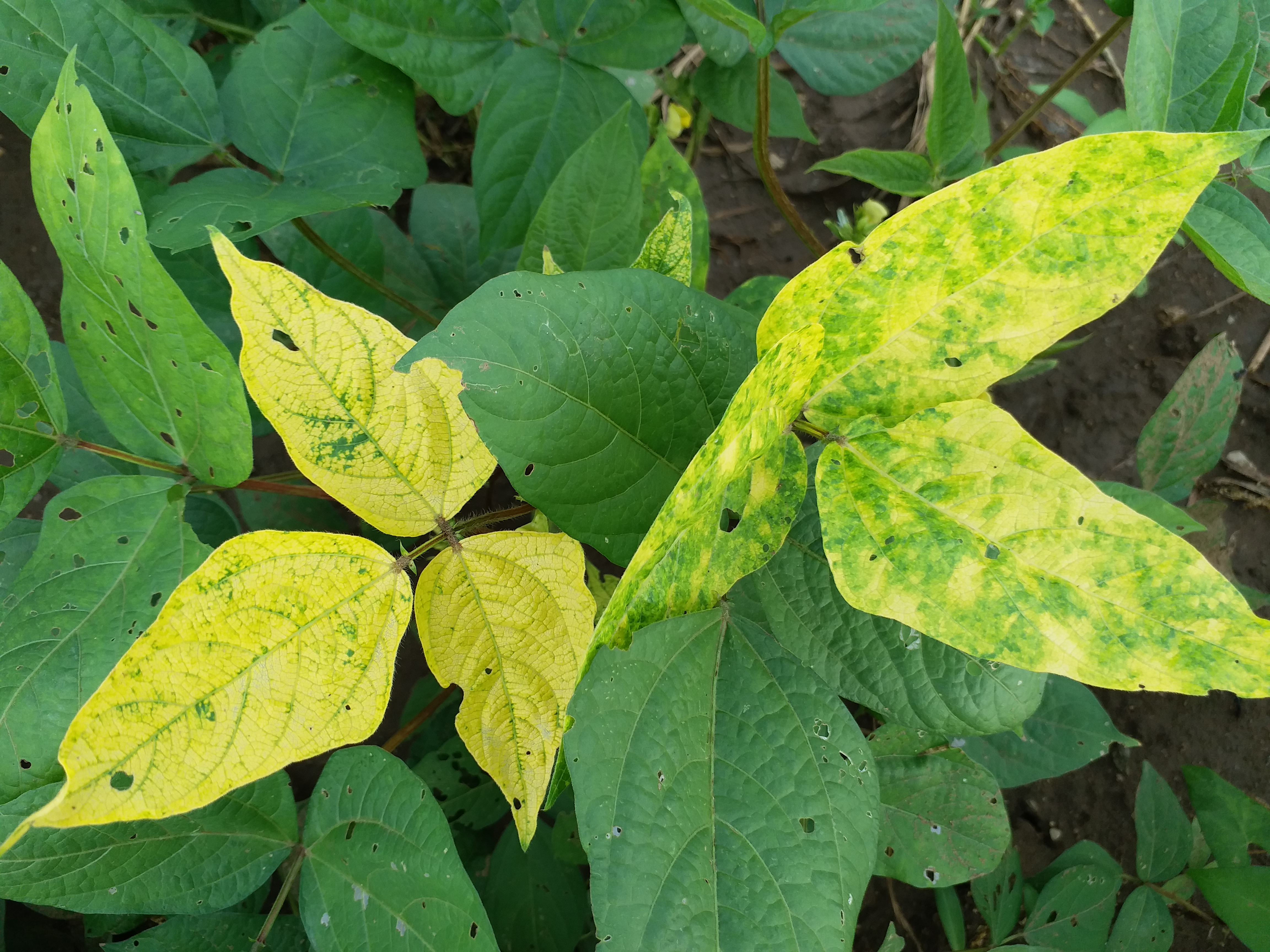 crops condition due to rain in bhilwara,  rain in bhilwara, rajasthan weather update