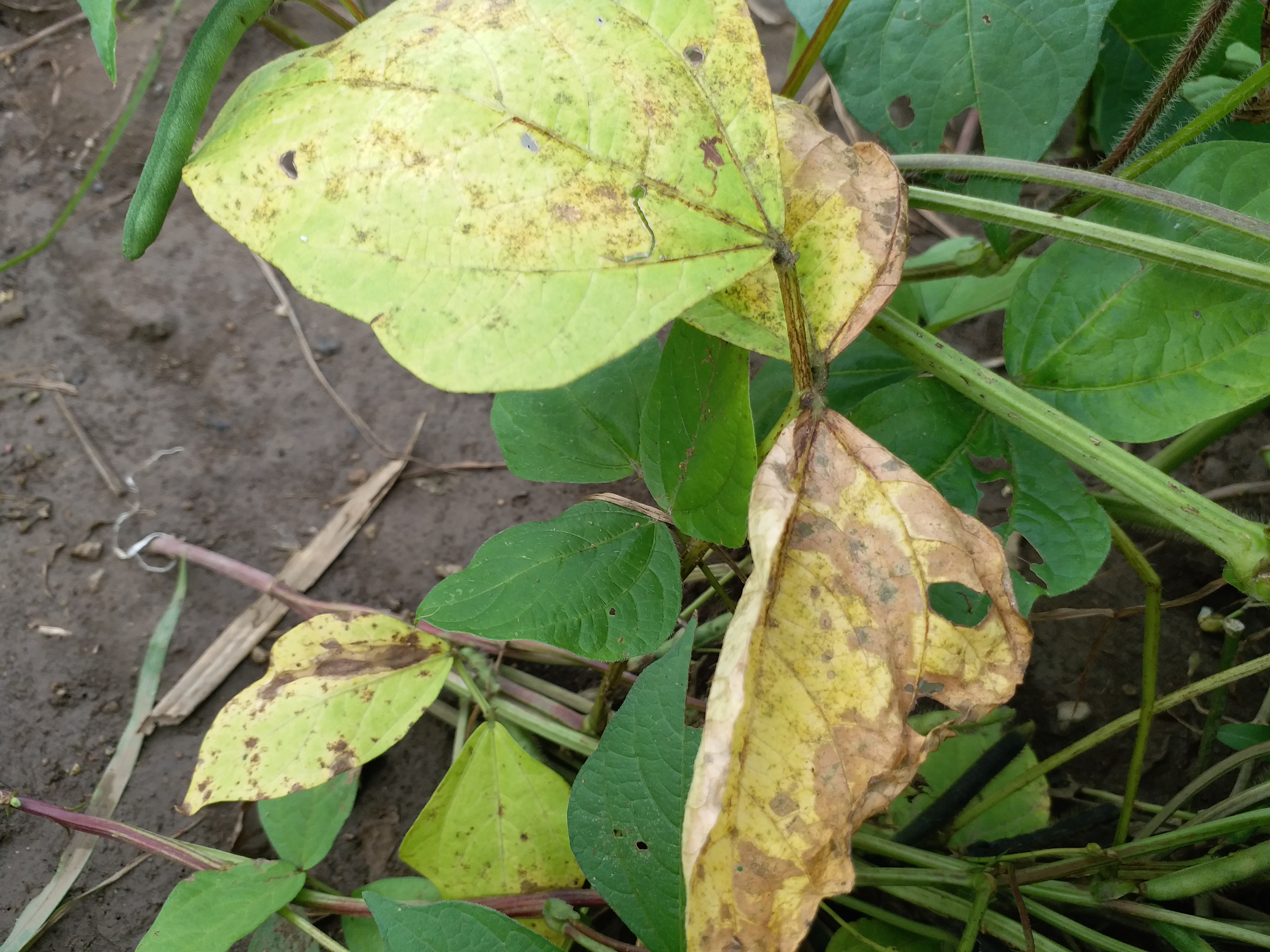 crops condition due to rain in bhilwara,  rain in bhilwara, rajasthan weather update