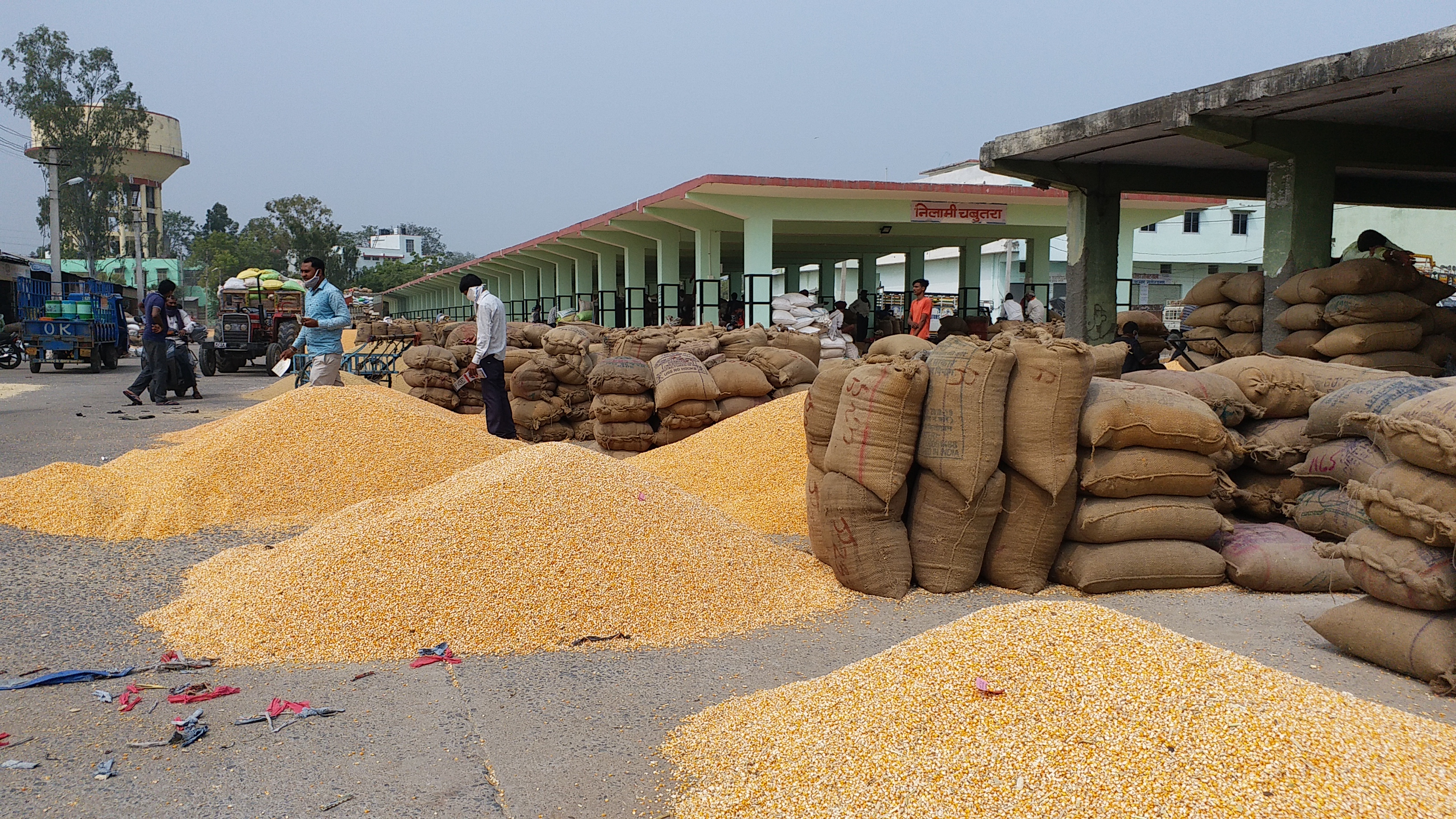 Bhilwara Agricultural Produce Market, मक्का की उपज सस्ते दामों बिकी