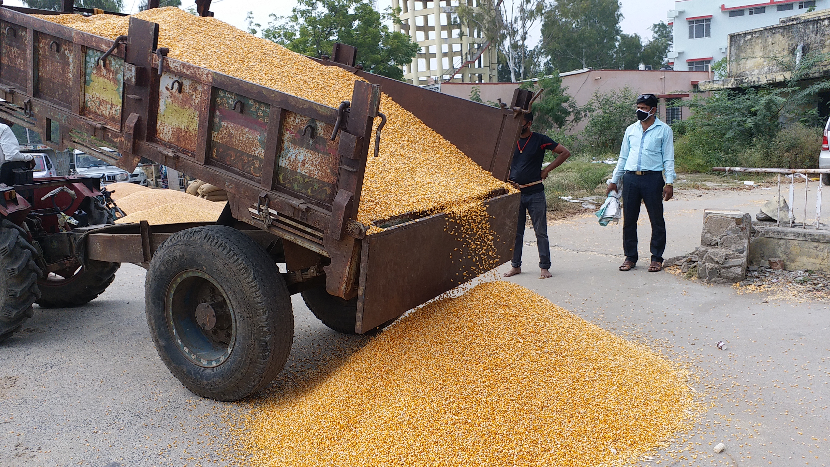 Bhilwara Agricultural Produce Market, मक्का की उपज सस्ते दामों बिकी