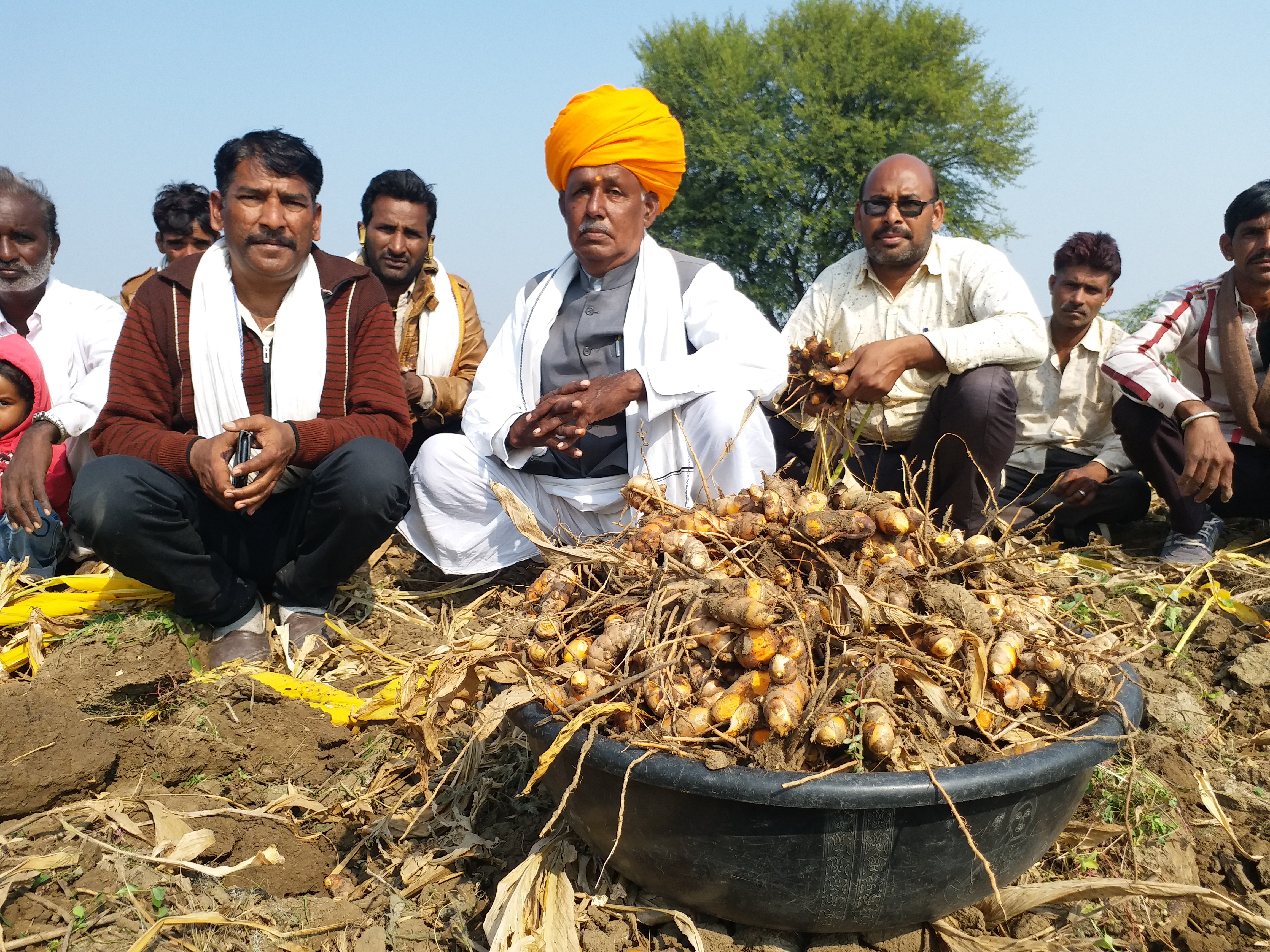 हल्दी की खेती से उपज का लाभ भीलवाड़ा,  भीलवाड़ा में खेती में नवाचार हल्दी की खेती,  राजस्थान फसलों में नवाचार तकनीक,  Rajasthan Cropping Innovation Techniques,  Innovation in farming in Bhilwara Turmeric cultivation,  Bhilwara gains yield from turmeric cultivation,  Rajasthan Turmeric Cultivation Bhilwara