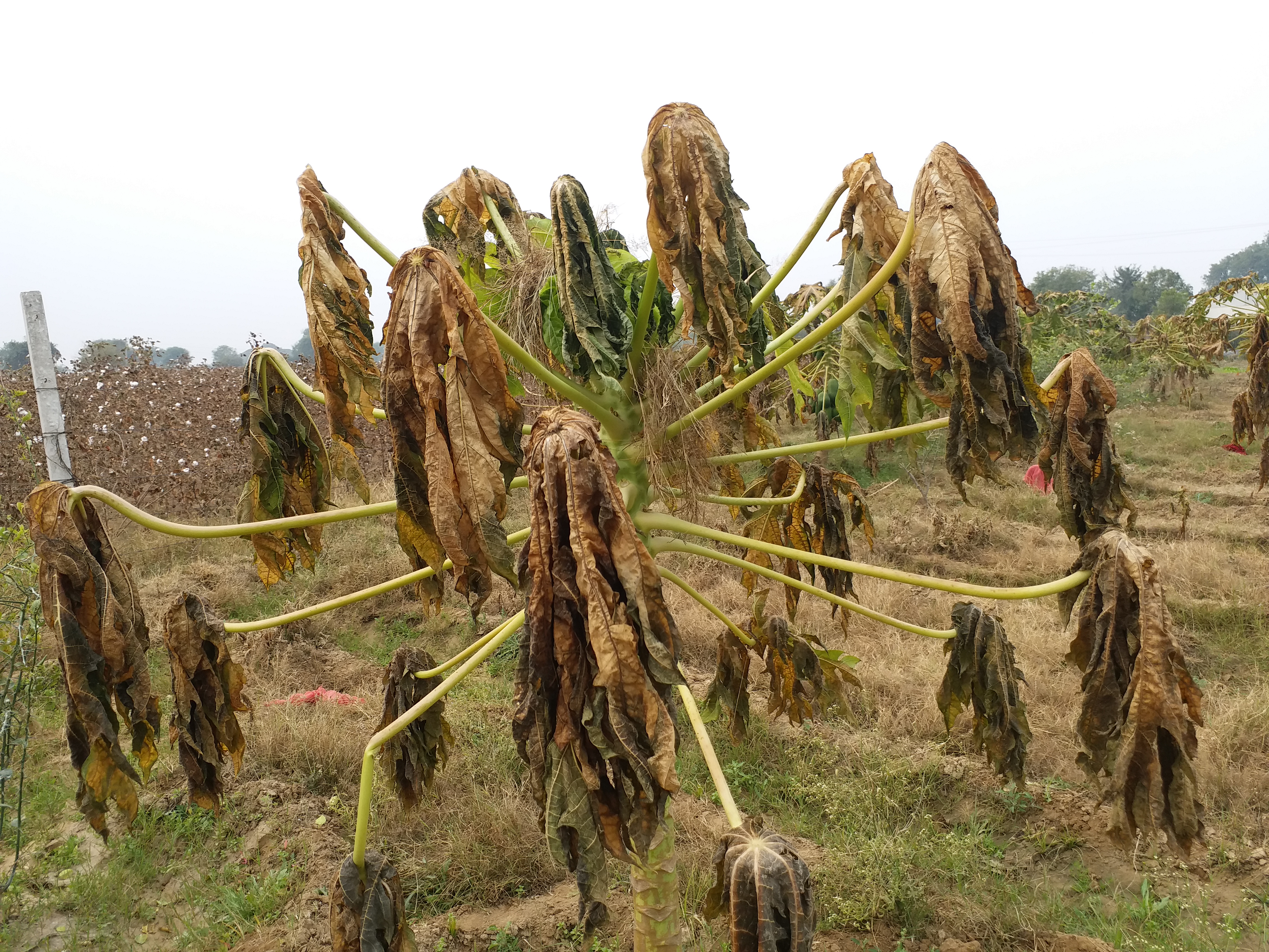 papaya horticultural crop wasted, Bhilwara Hindi News