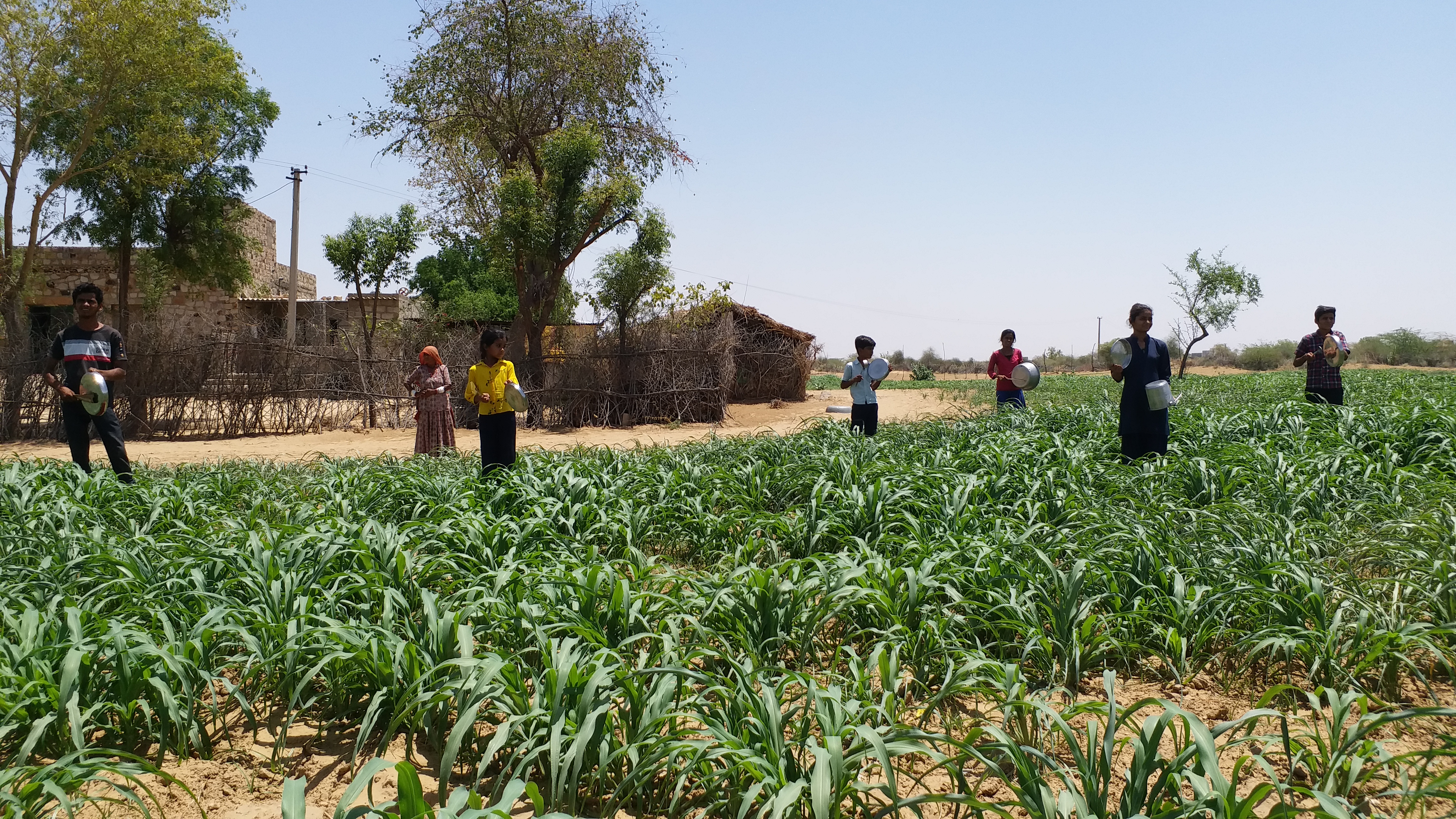 barmer news,  Locusts attack in Barmer,  rajasthan news,  etvbhart news,  coronavirus news,  टिड्डी दल का हमला,  बाड़मेर में टिड्डी अटैक