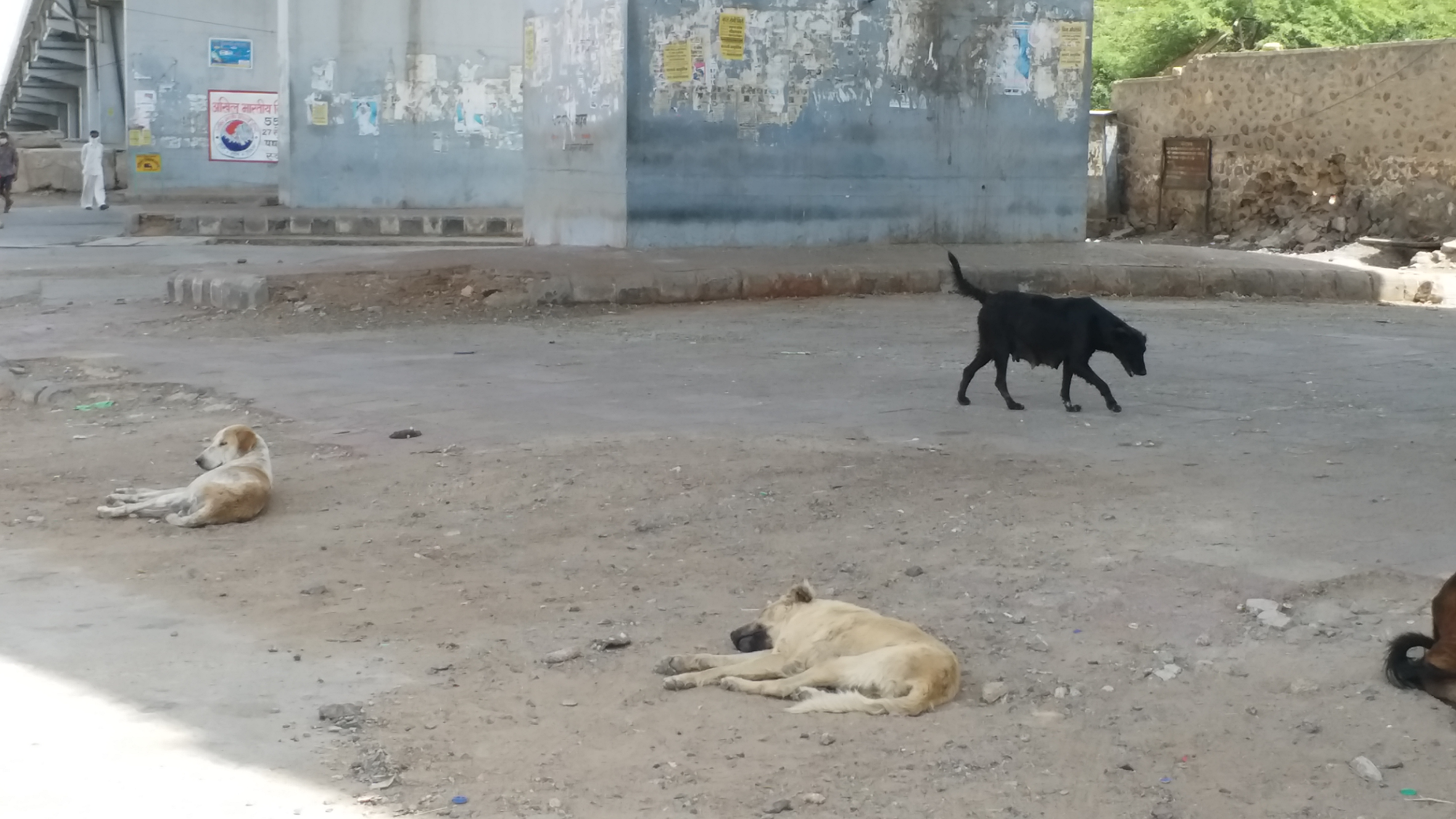 lockdown in Barmer, पशु-पक्षियों के लिए भोजन