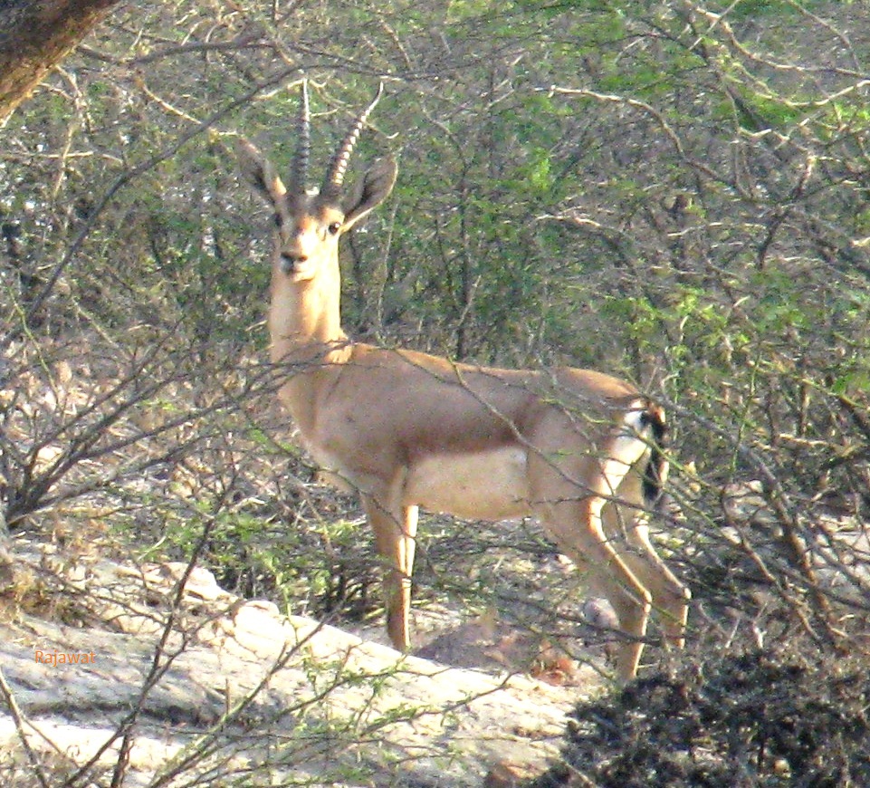 Fourth Tiger Reserve of Rajasthan, Ramgarh Poisonous Wildlife