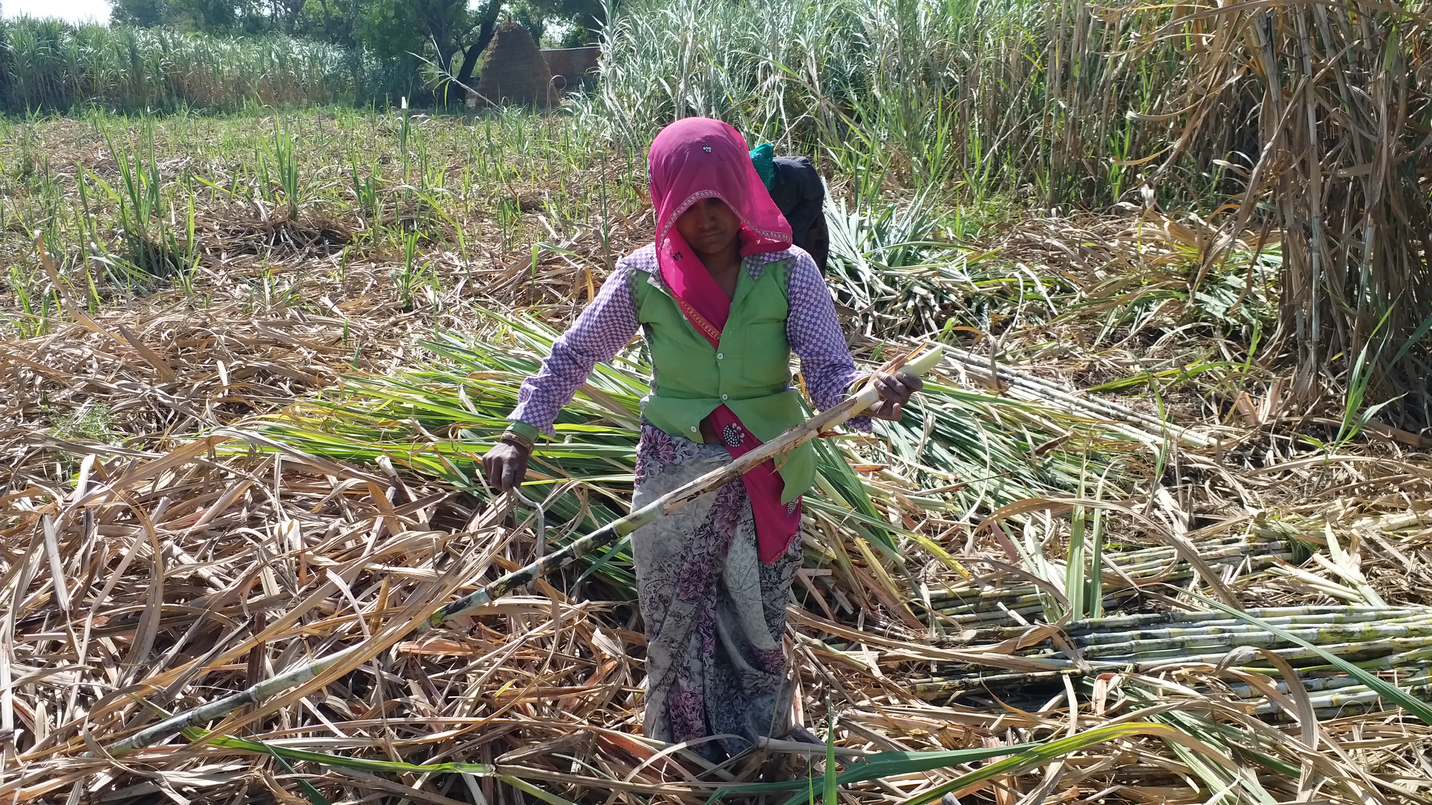 bundi latest news, राजस्थान में लॉकडाउन के प्रभाव, lockdown effect in rajasthan, Sugarcane farming affected by lockdown