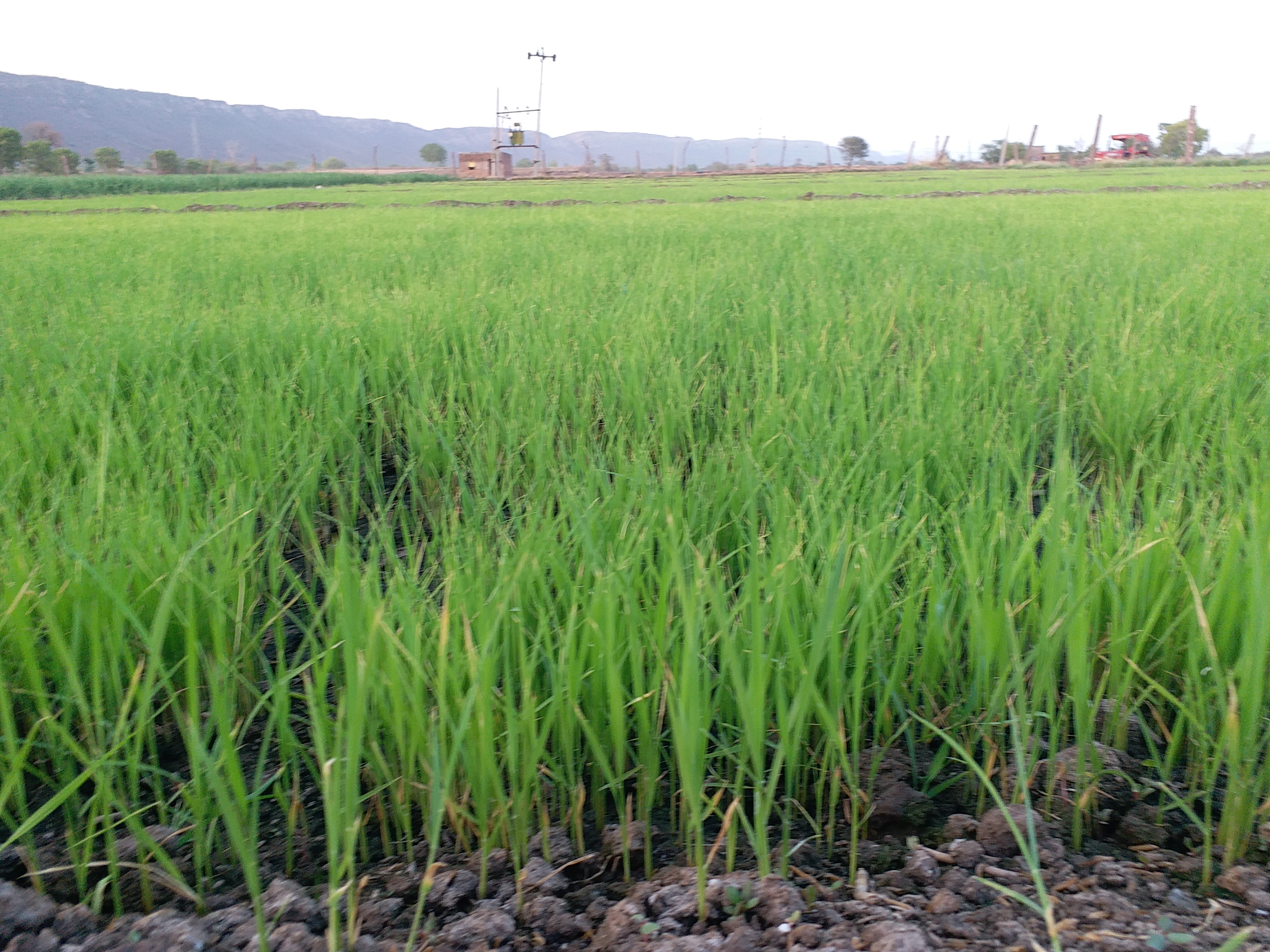 लॉकडाउन का असर , धान फसल की रोपाई,  Bundi News,  Transplanting of Paddy