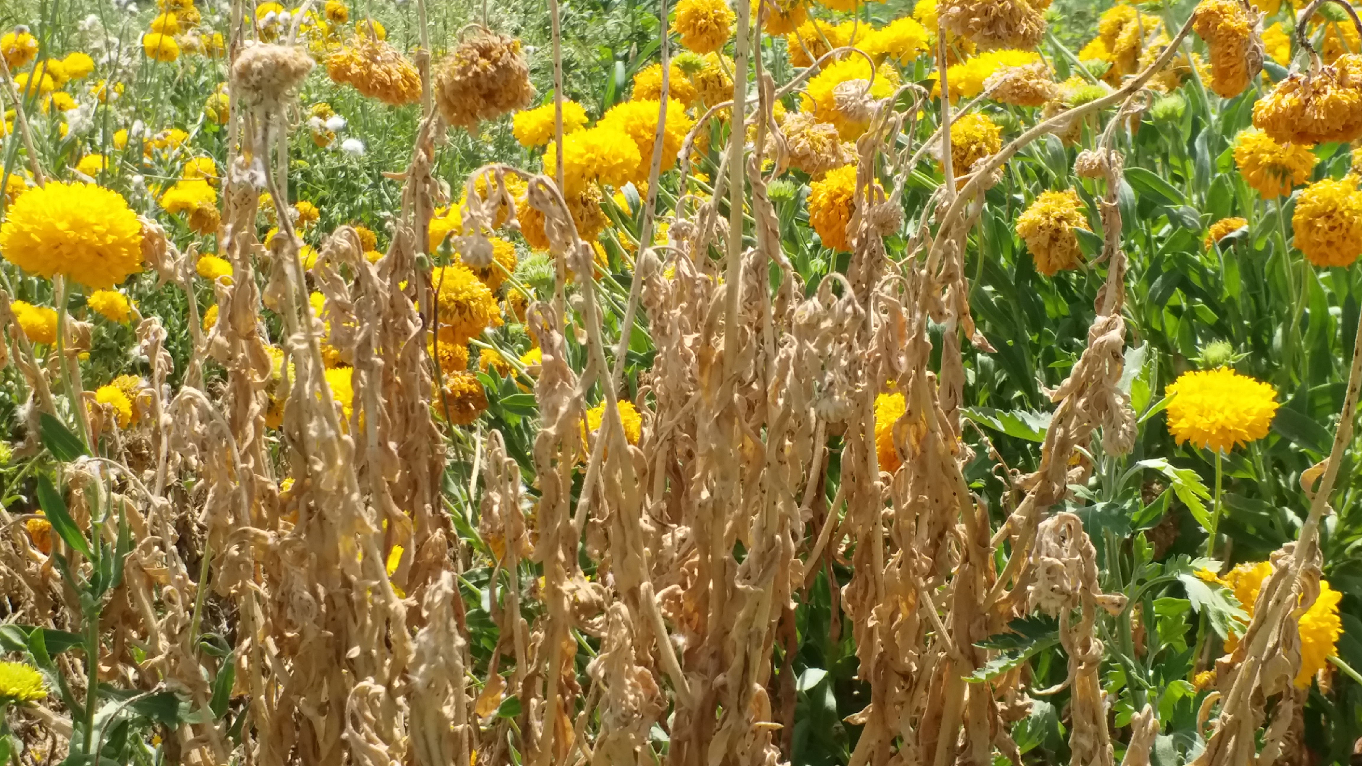 bundi news  phoolon ki kheti  farmer farming wasted  flower cultivation in bundi on floriculture  hail of corona