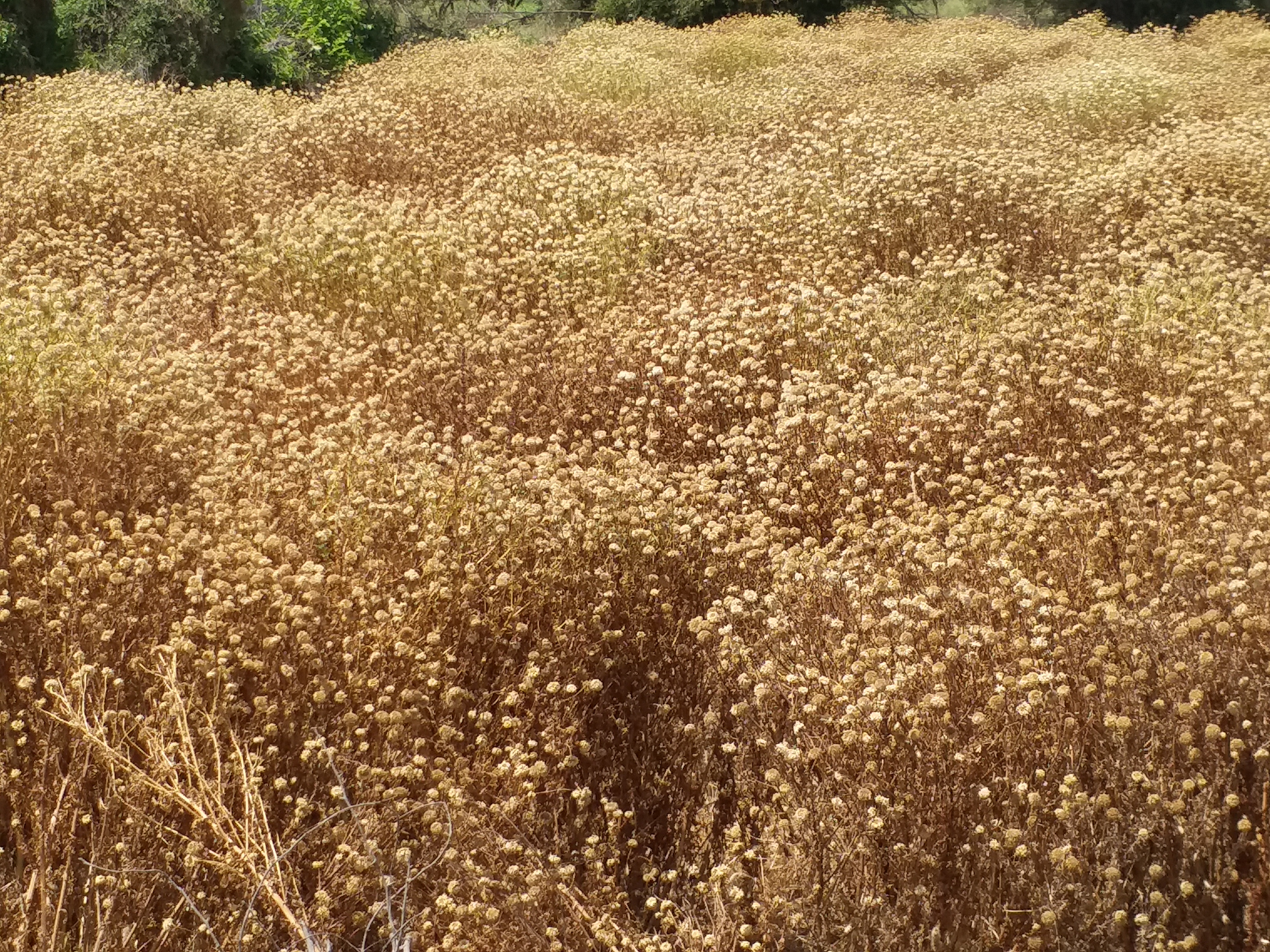 bundi news  phoolon ki kheti  farmer farming wasted  flower cultivation in bundi on floriculture  hail of corona