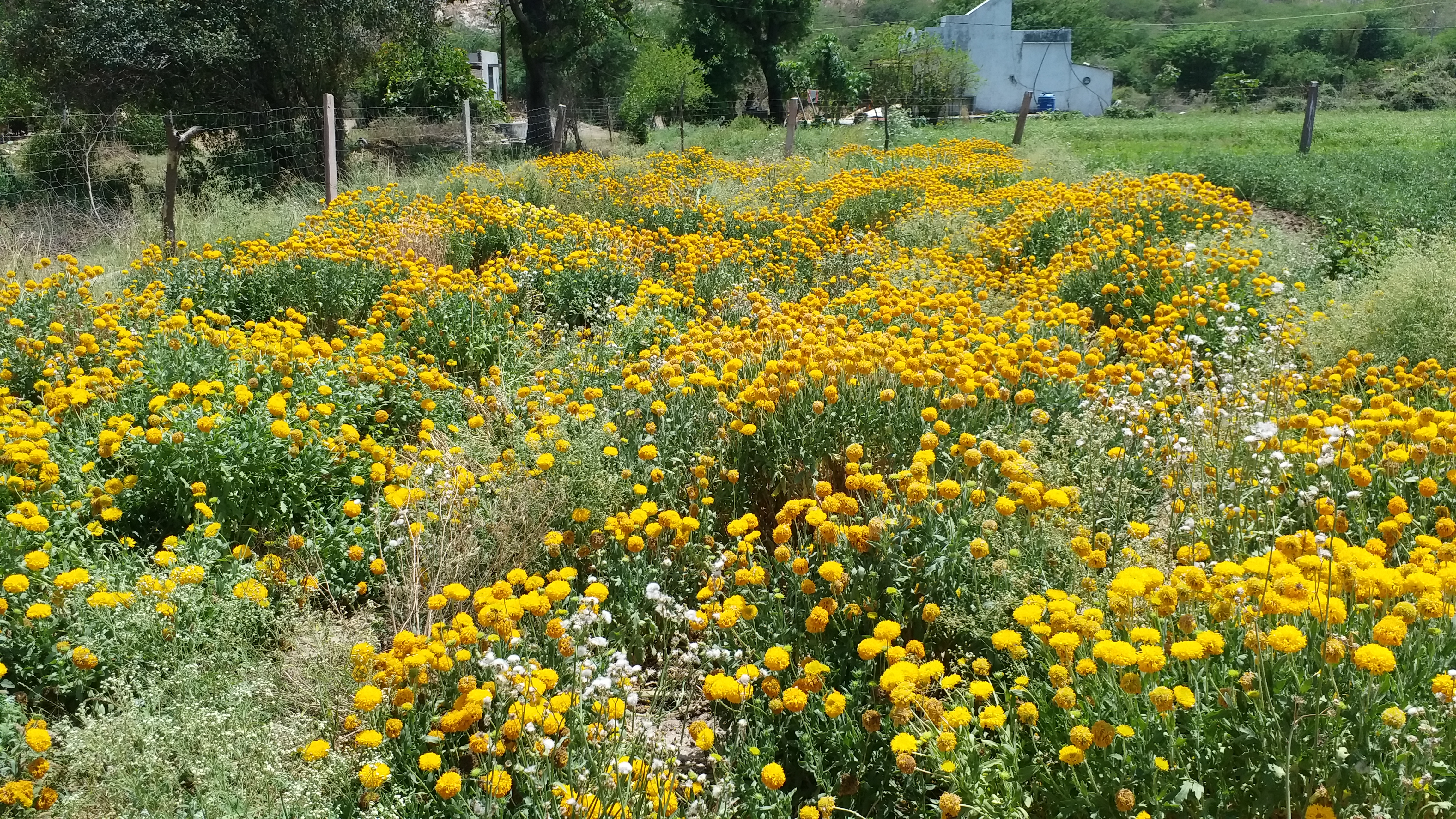 bundi news  phoolon ki kheti  farmer farming wasted  flower cultivation in bundi on floriculture  hail of corona