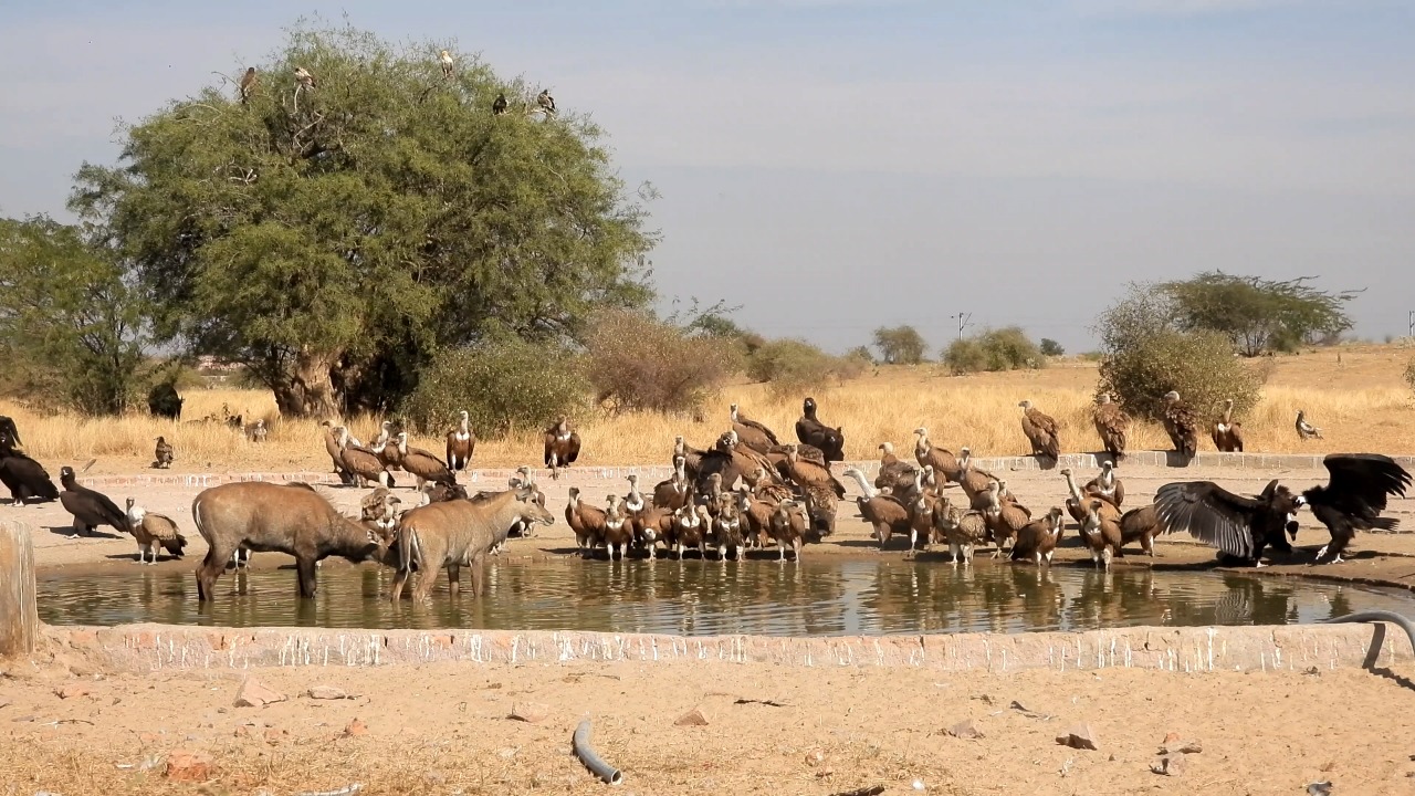 Vultures flock to Jorbeer