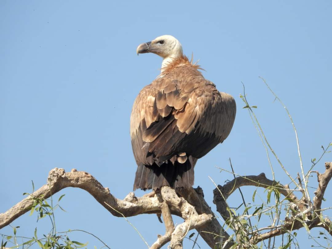 Vultures flock to Jorbeer