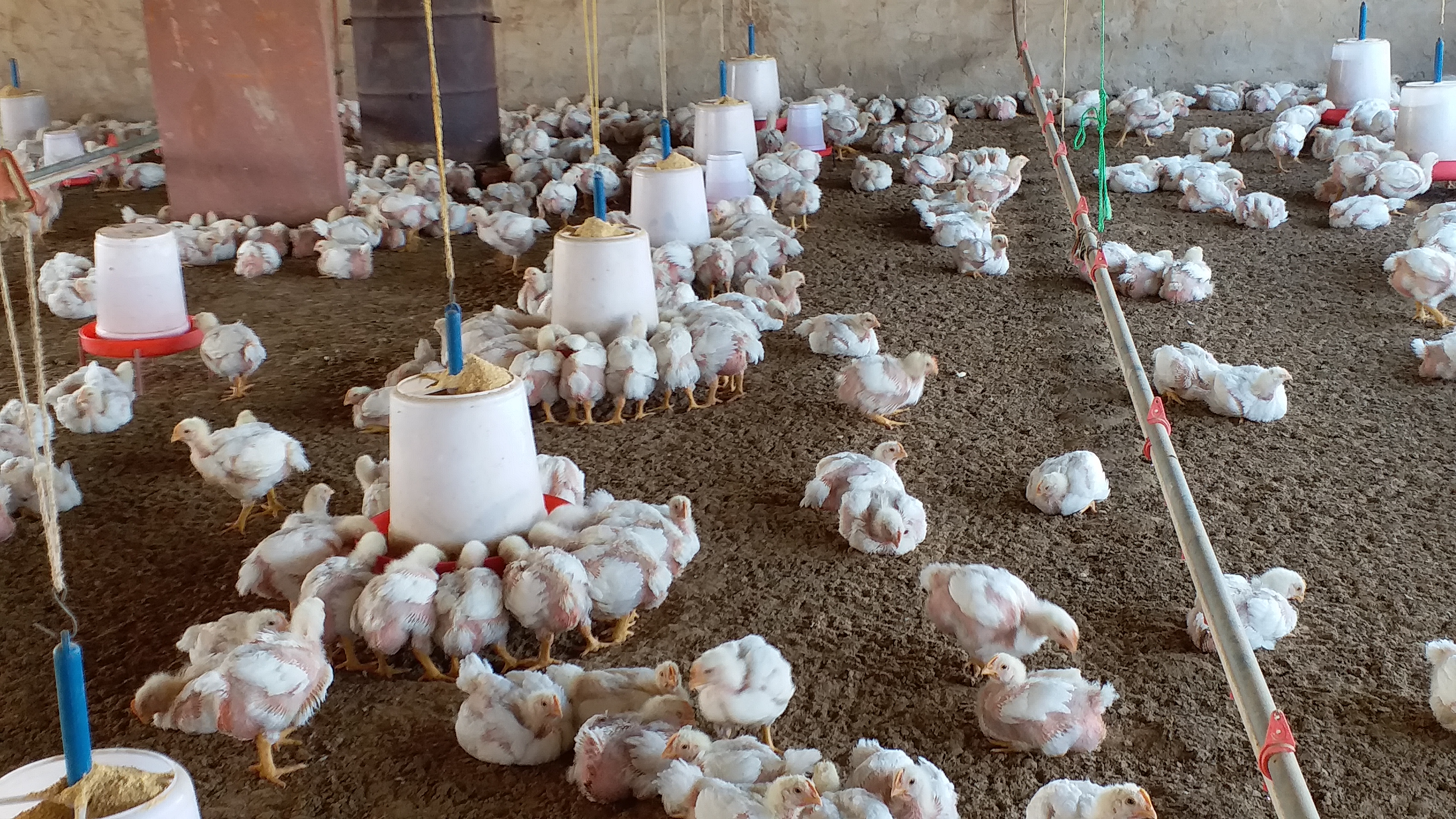 poultry-farm, कुक्कुट फार्म