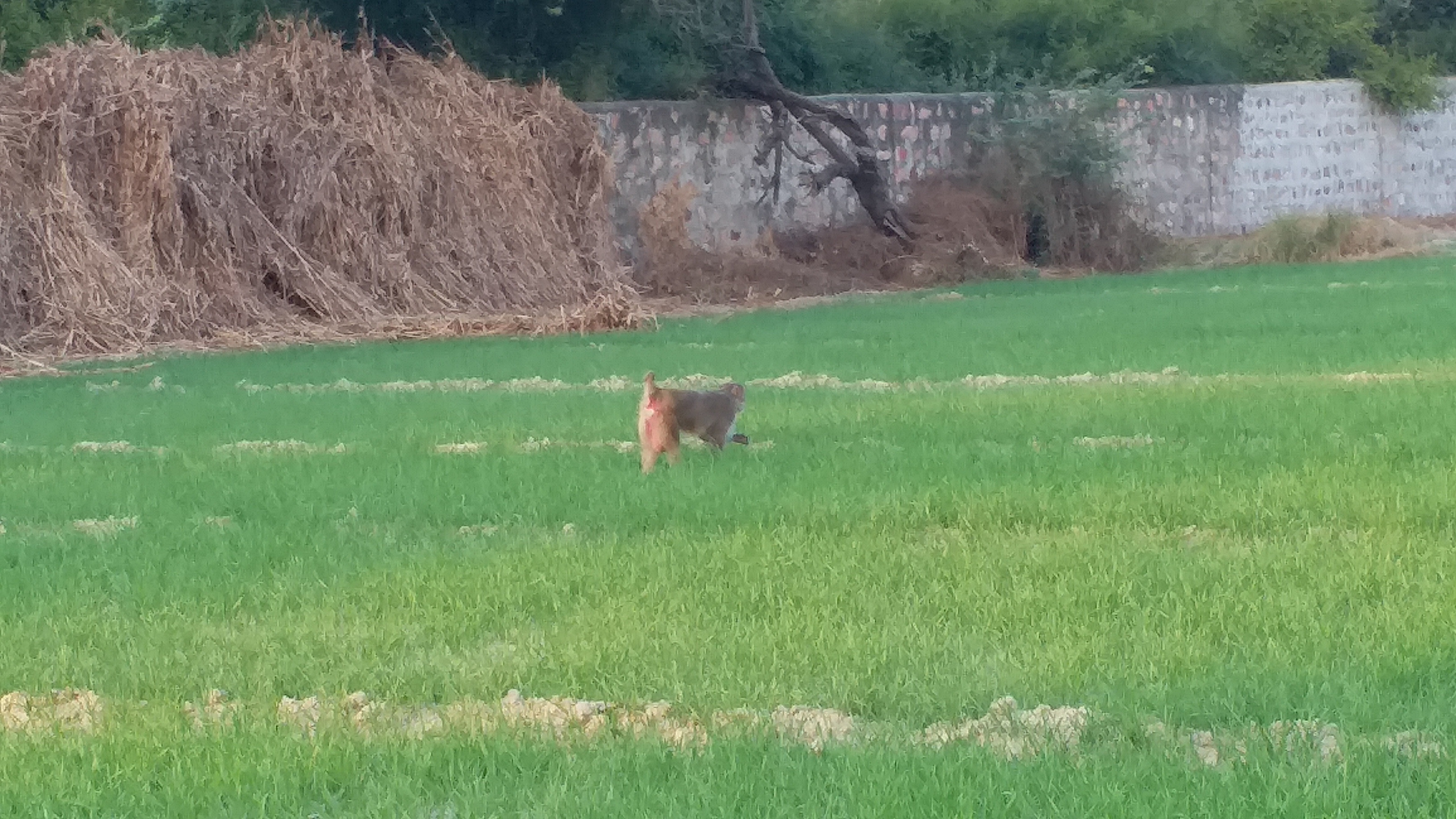 Farmers Wildlife ghana National Park Bharatpur, Bharatpur farmer news, Keoladeo National Park of Bharatpur, Keoladeo Sanctuary Bharatpur,Bharatpur Keoladeo Ghana, केवलादेव घना खबर भरतपुर, केवलादेव वन्यजीव किसान भरतपुर