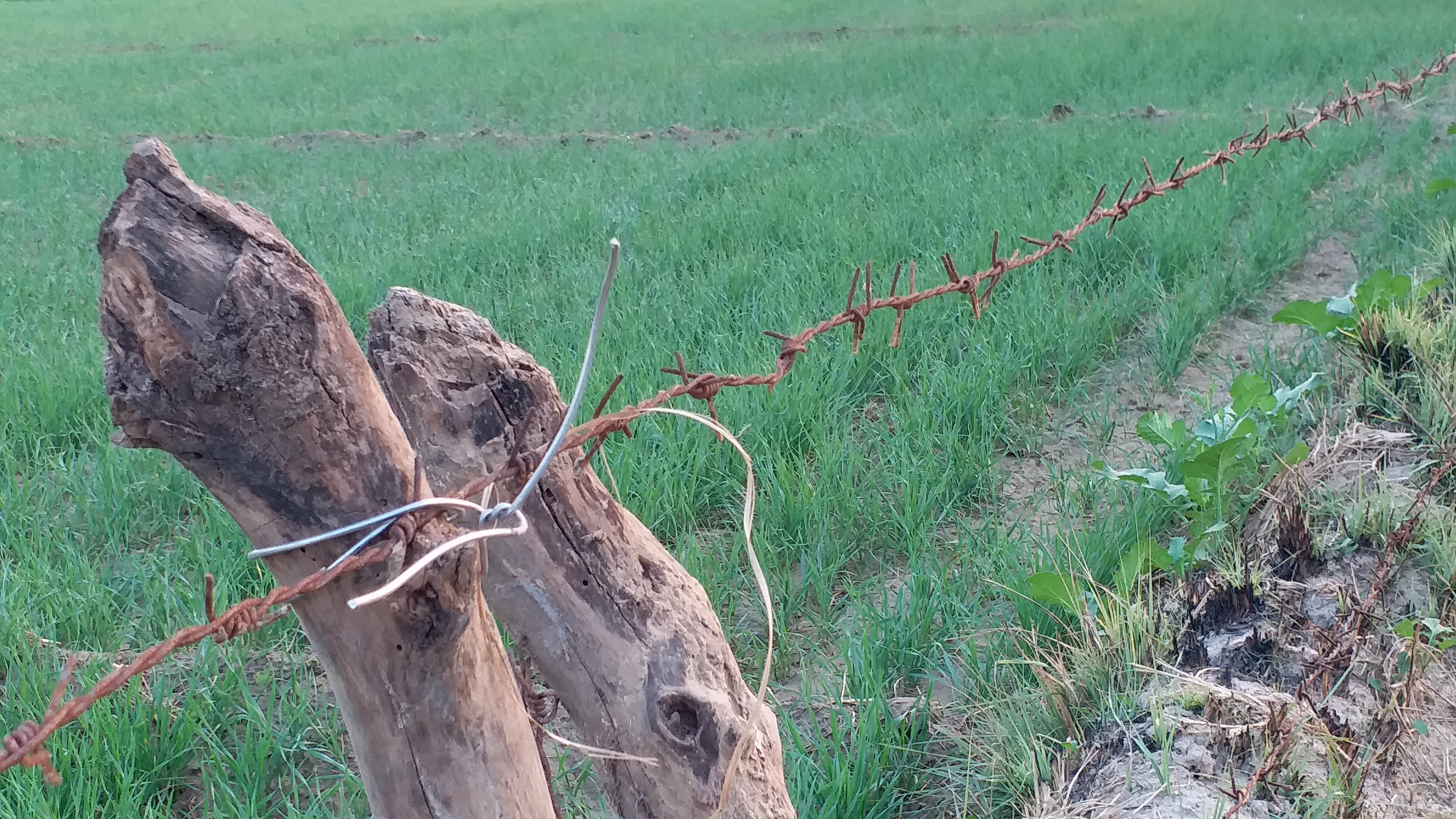 Farmers Wildlife ghana National Park Bharatpur, Bharatpur farmer news, Keoladeo National Park of Bharatpur, Keoladeo Sanctuary Bharatpur,Bharatpur Keoladeo Ghana, केवलादेव घना खबर भरतपुर, केवलादेव वन्यजीव किसान भरतपुर