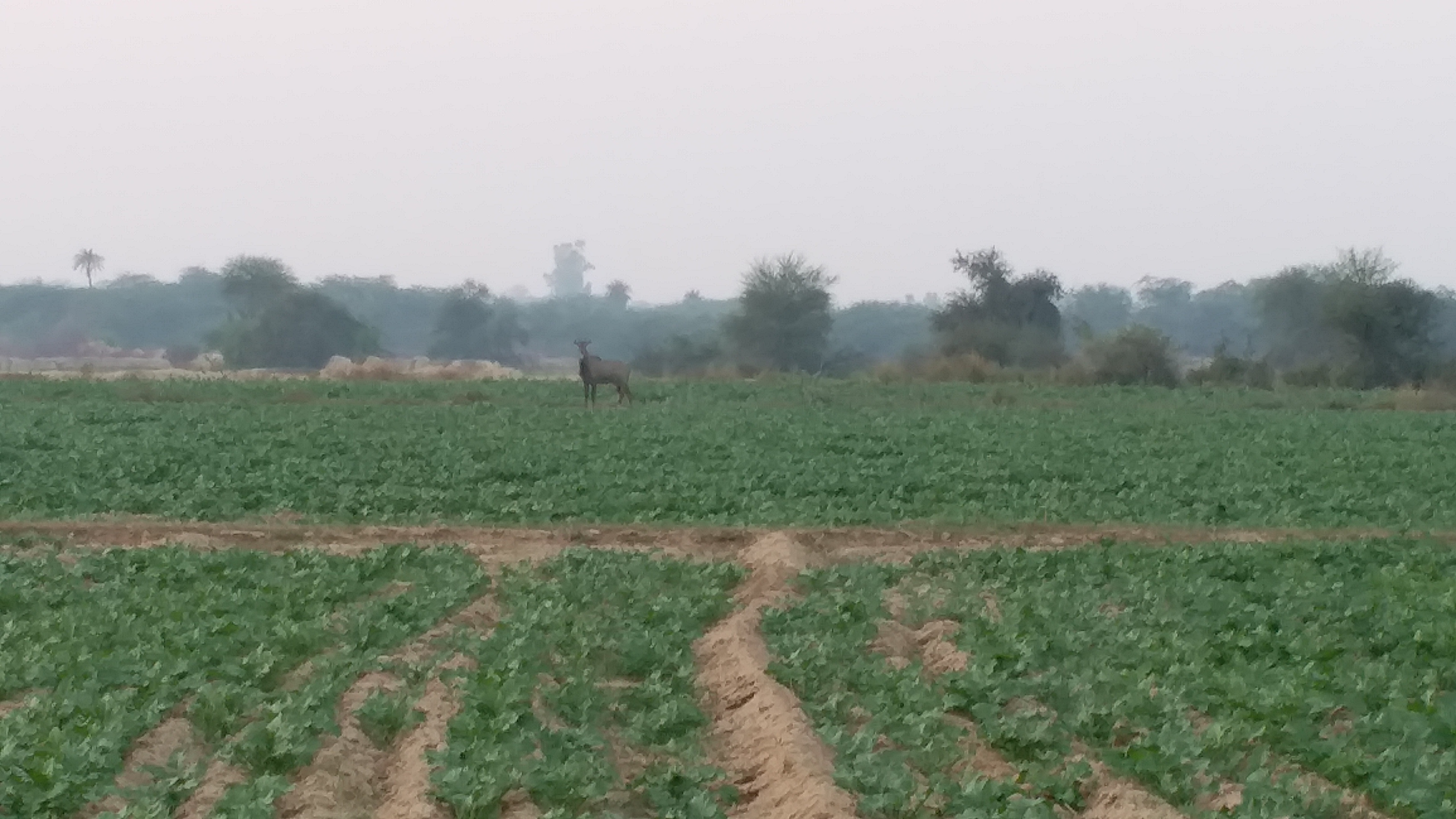 Farmers Wildlife ghana National Park Bharatpur, Bharatpur farmer news, Keoladeo National Park of Bharatpur, Keoladeo Sanctuary Bharatpur,Bharatpur Keoladeo Ghana, केवलादेव घना खबर भरतपुर, केवलादेव वन्यजीव किसान भरतपुर