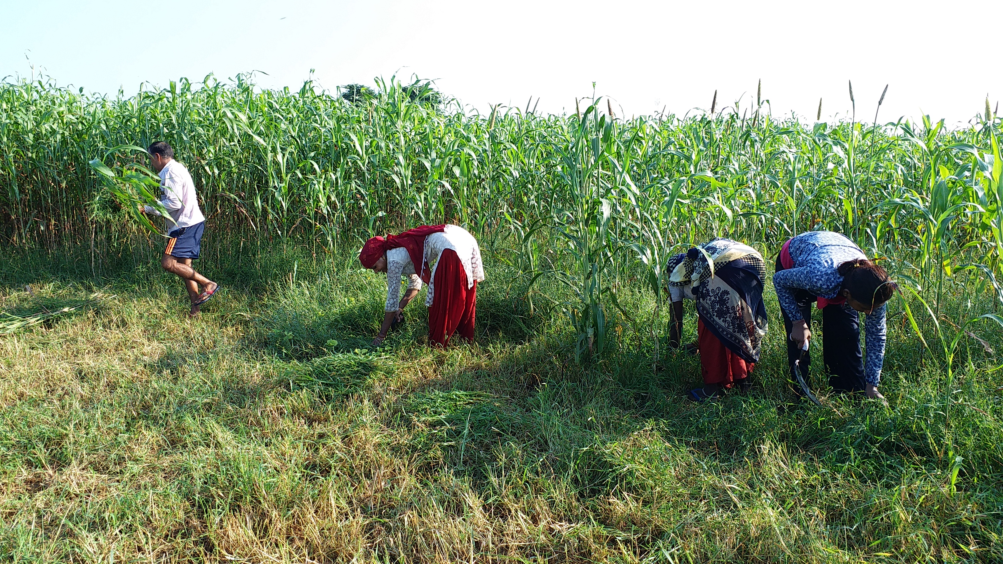 भरतपुर न्यूज, Bharatpur farmer