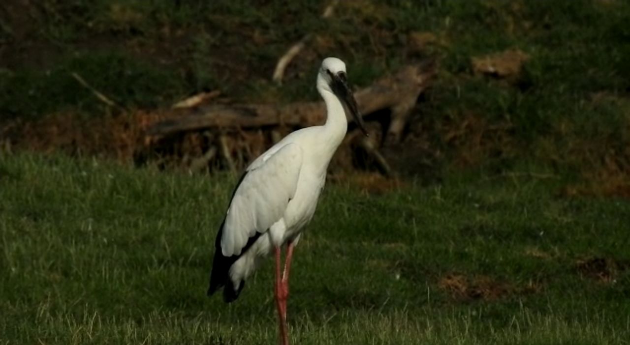 Openbill stork reached in Ghana National park