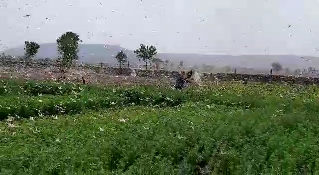 locust attack in rajasthan, चित्तौड़गढ़ में टिड्डी दल की दस्तक