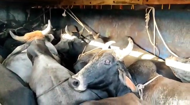 Cow smuggling in Chittorgarh, Caught a truck full of cattle in Chittorgarh