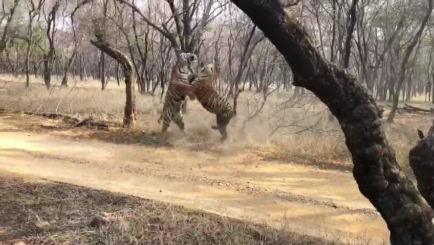 two tigers fighting video viral, two tigers fighting in ranthambore