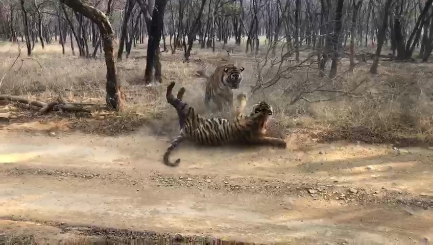 two tigers fighting video viral, two tigers fighting in ranthambore
