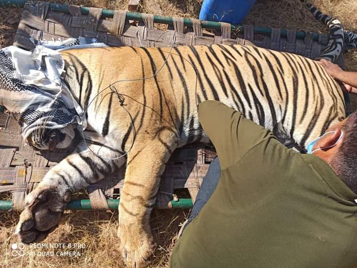 Project tiger, Tiger conservation project, Ranthambore National Wildlife Park, Ranthambore National Park Sawai Madhopur, Ranthambore National Park Sawai Madhopur, टाइगर के गले में फंदा