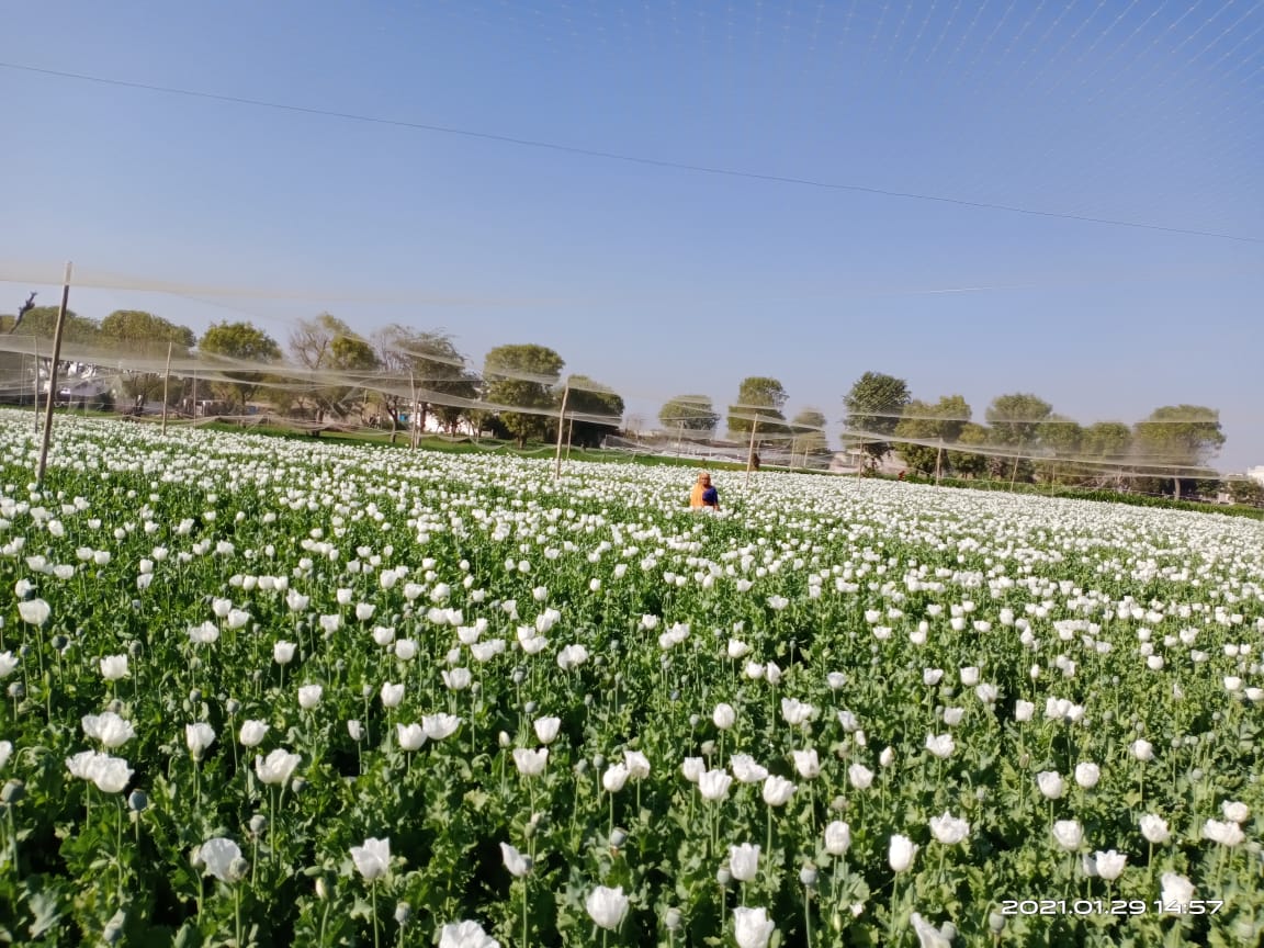 Doda out of poppy crop, अफीम संग्रहण का कार्य आरम्भ , राजस्थान की ताजा हिंदी खबरें