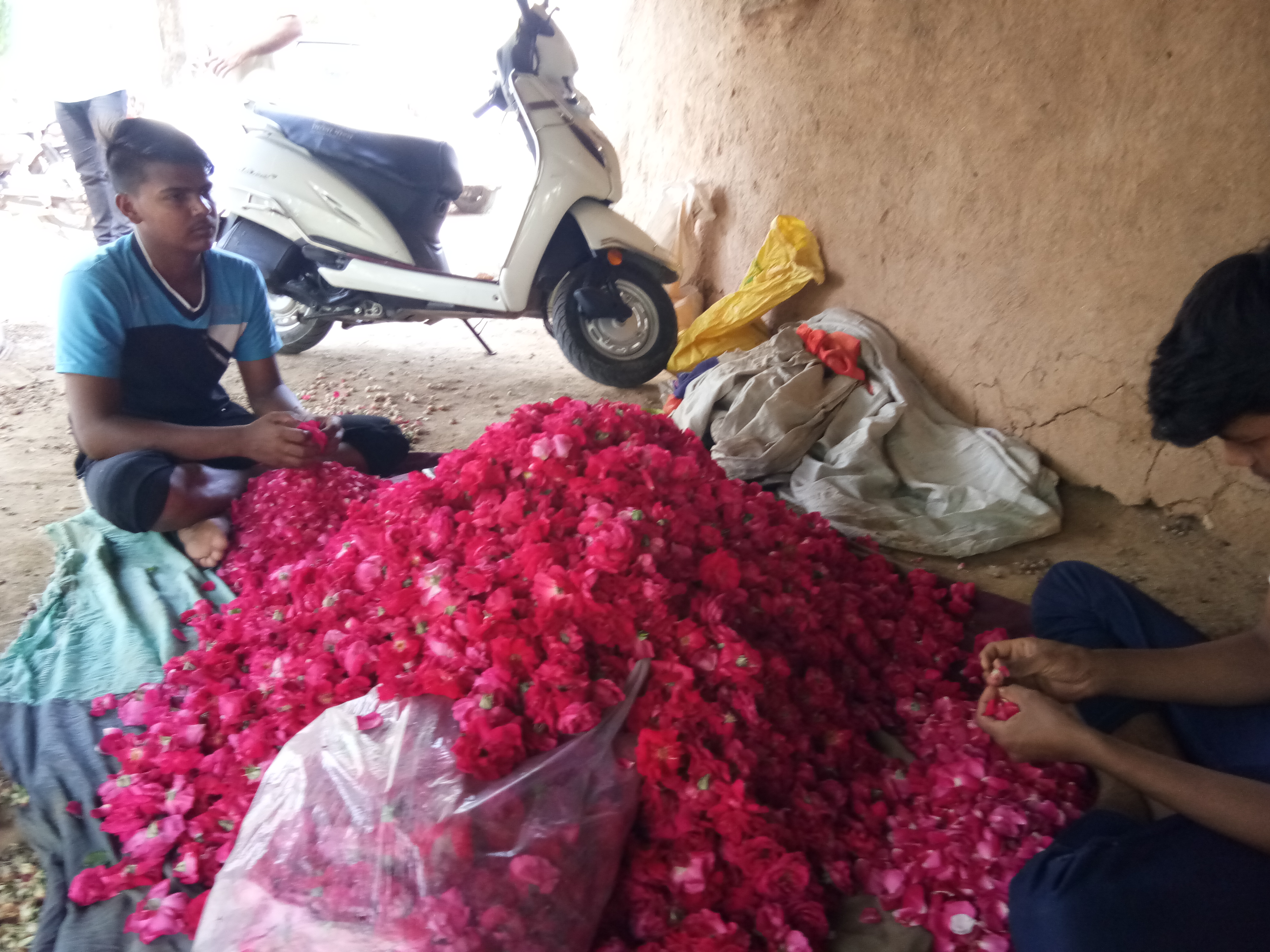 Lockdown breaks business of flowers, Lockdown effects, कोरोना वायरस, कोविड 19, कोरोना वायरस का प्रभाव