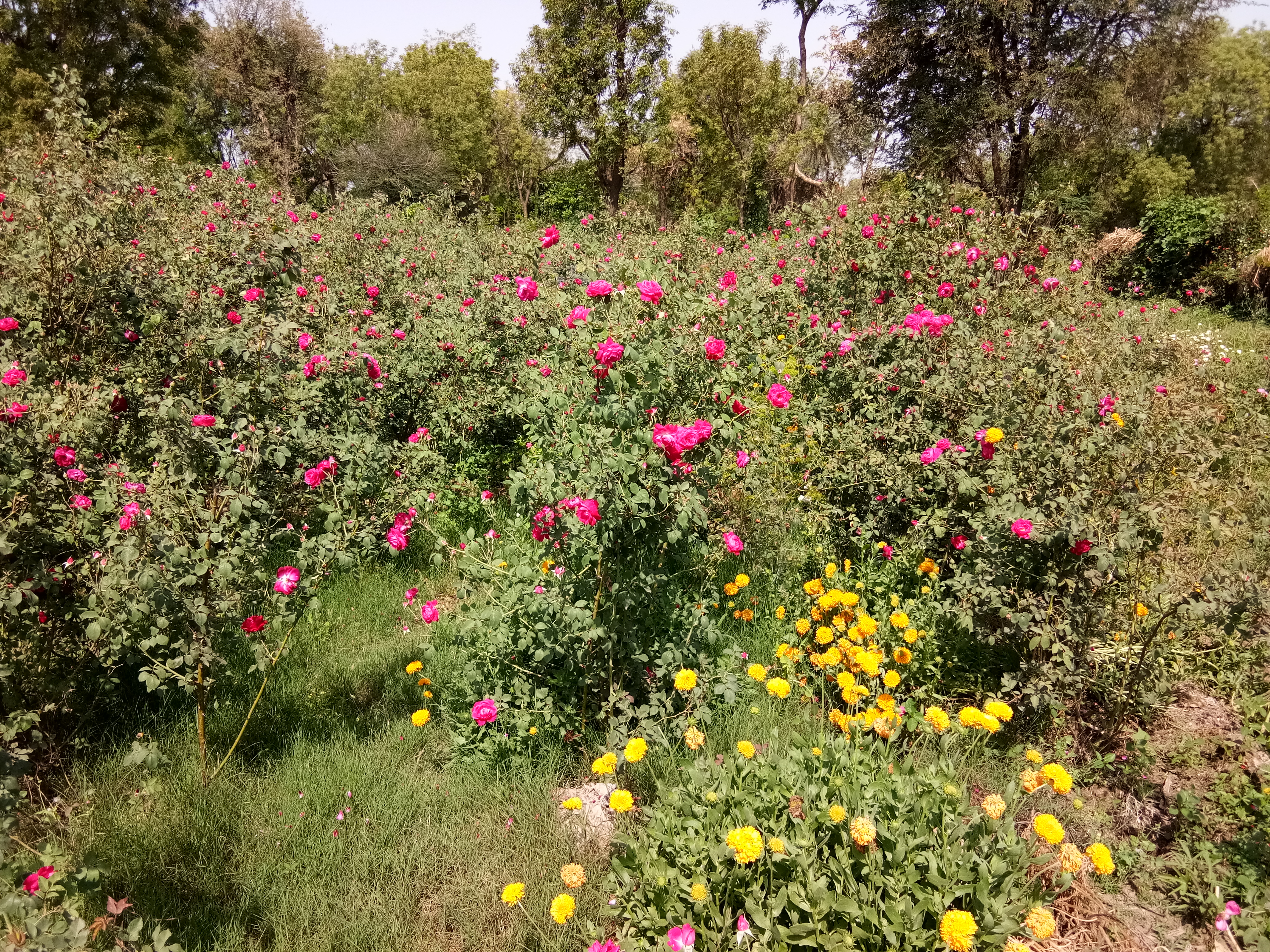 Lockdown breaks business of flowers, Lockdown effects, कोरोना वायरस, कोविड 19, कोरोना वायरस का प्रभाव