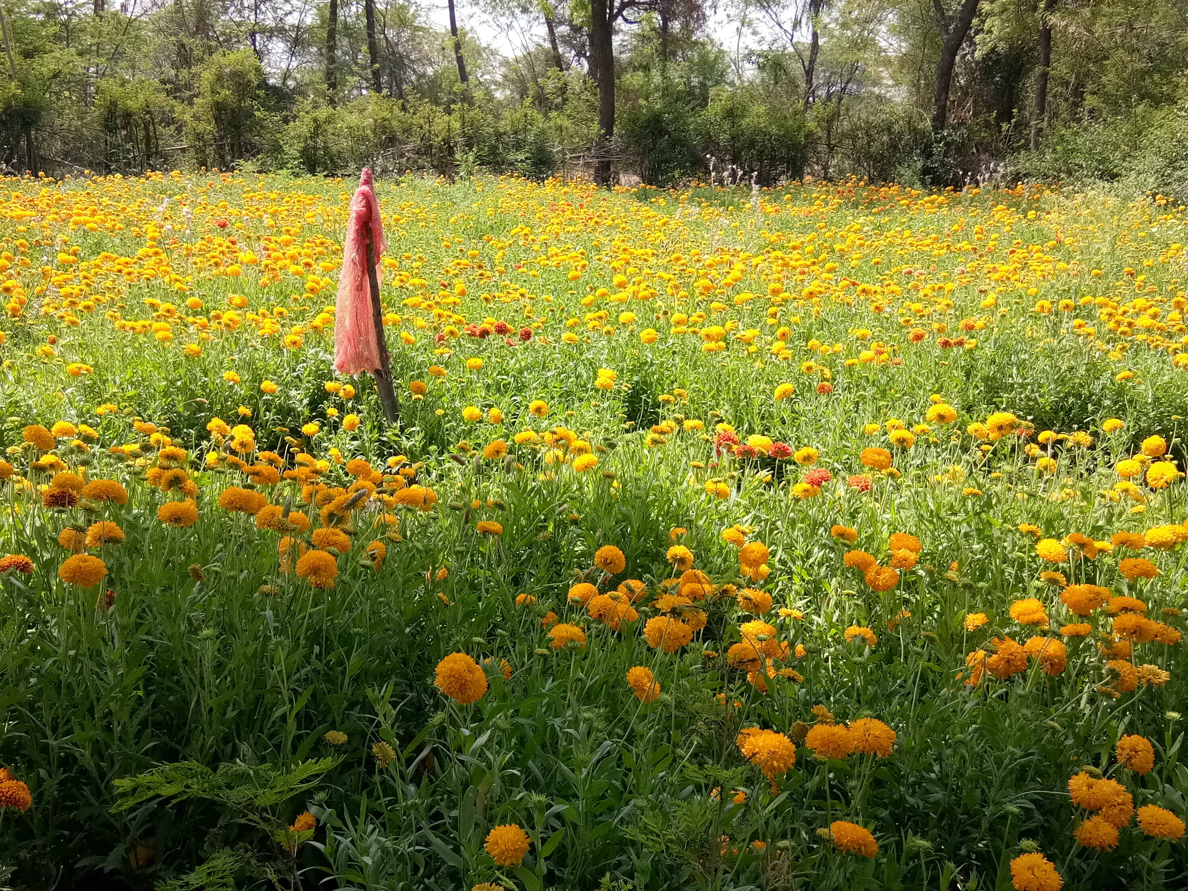 Lockdown breaks business of flowers, Lockdown effects, कोरोना वायरस, कोविड 19, कोरोना वायरस का प्रभाव