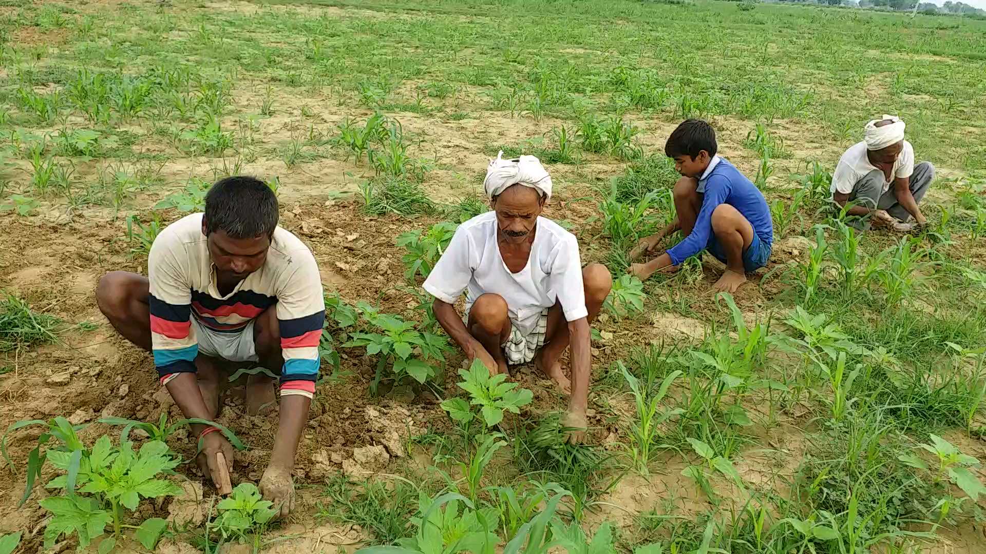 राजस्थान न्यूज, dholpur news