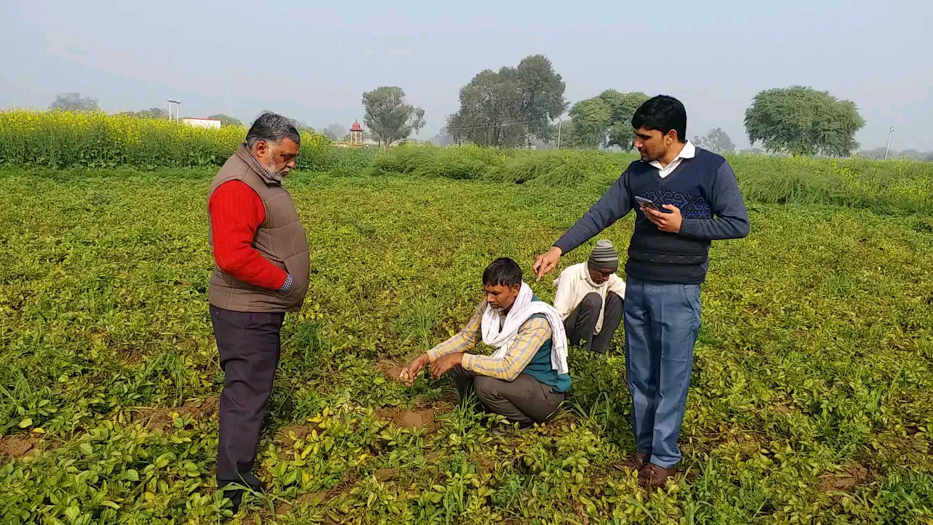 scorching disease in dholpur, Agriculture department team, Agriculture department team arrived, crop affected by scorching disease, crop affected by scorching disease in dholpur