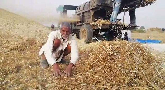 weather crisis on wheat crop