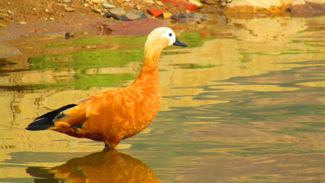 Chkava chakvi birds