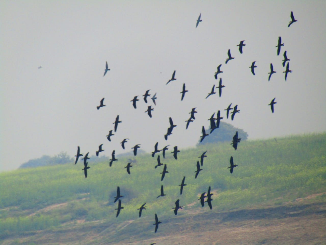 Camp of foreign birds in Dholpur